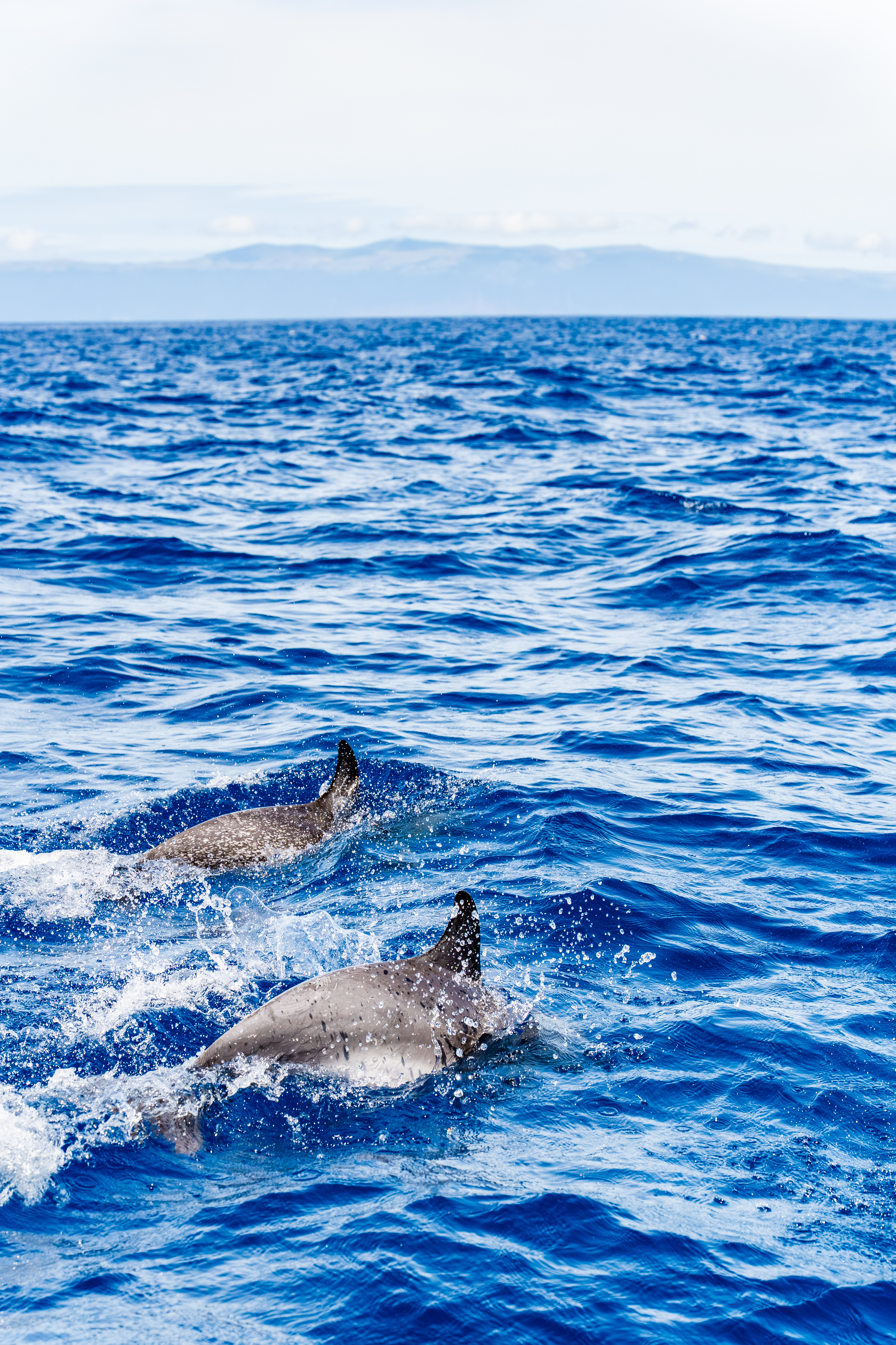 Dauphins tachetés (Stenella attenuata), Lajes do Pico, 9960, Pico, Azores, Portugal, 2025 (Numérique)