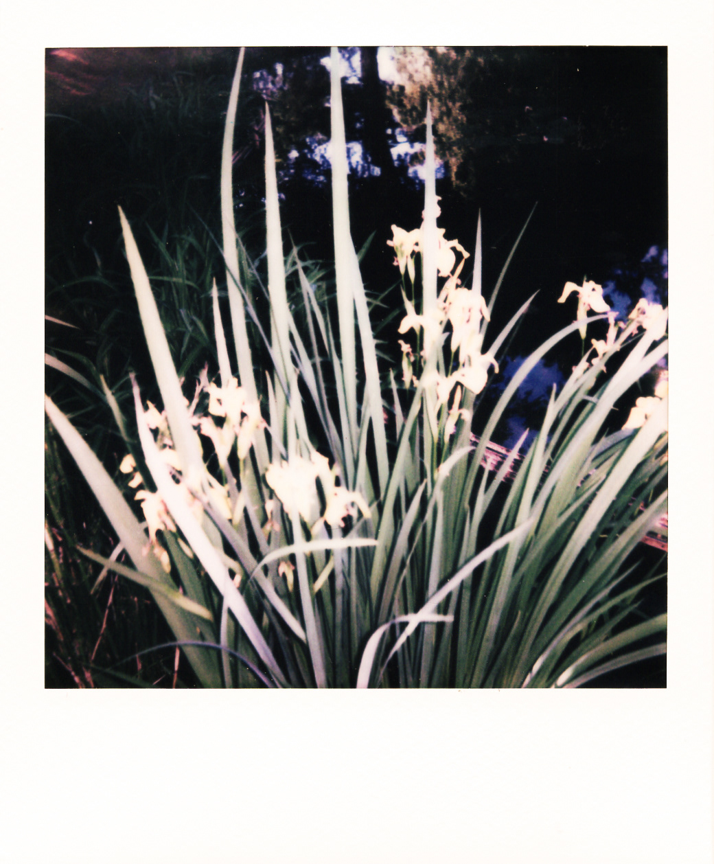 Série "Persistance", Musée départemental Albert-Kahn, 2026 (Polaroid)