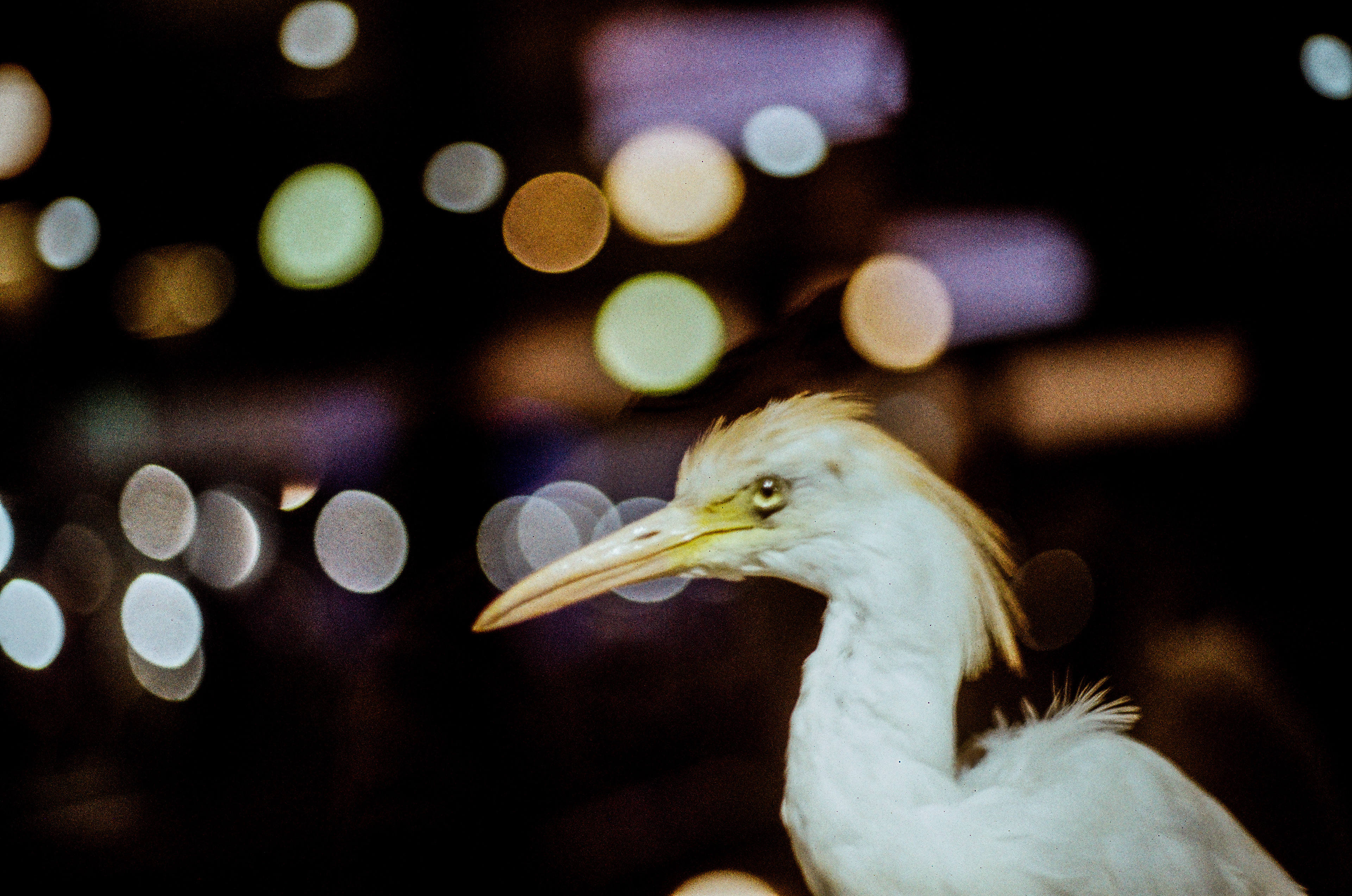 Héron garde-boeufs / Bubulcus ibis, "MNHN", Musée National d'Histoire Naturelle, Paris, France