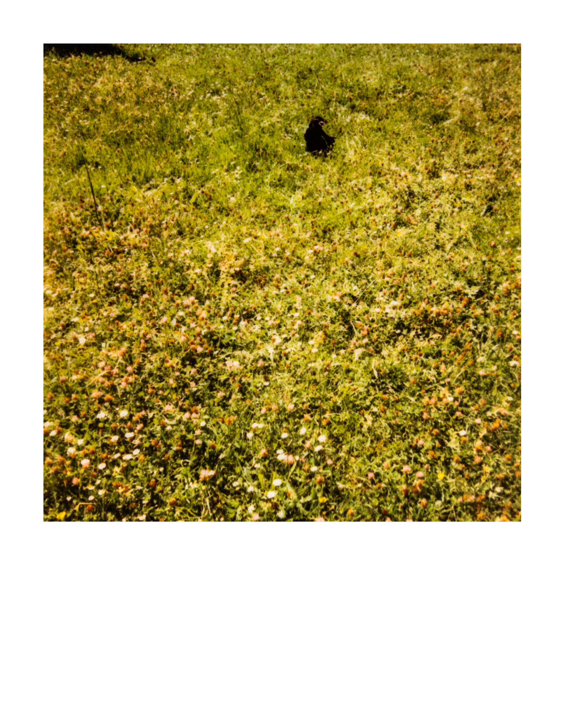 Jardin d'agronomie tropicale René Dumont, Paris, Ile-de-France, France, 2026 (Polaroid)