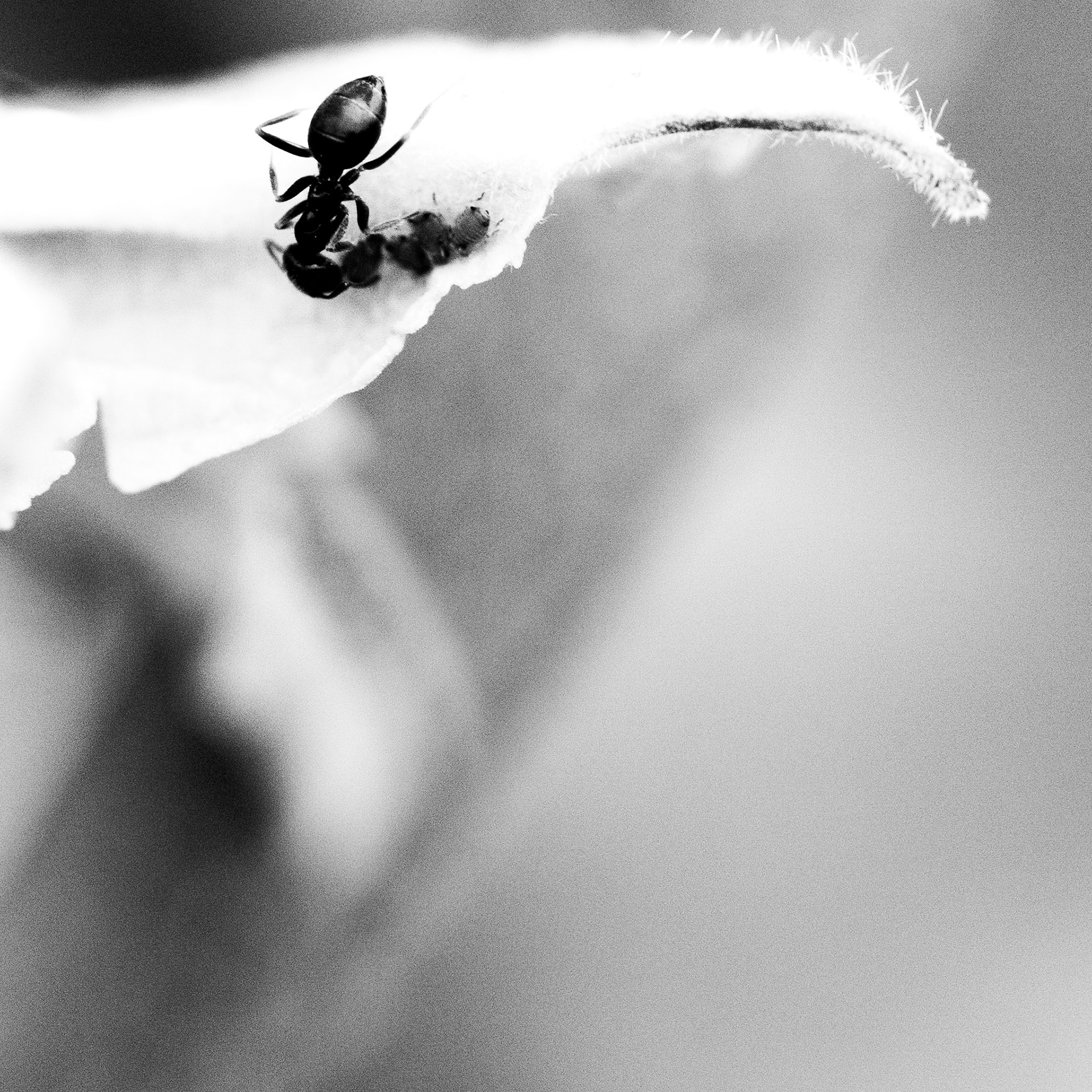Fourmi / Formicidae, Série "Animals", 2023 (Numérique)