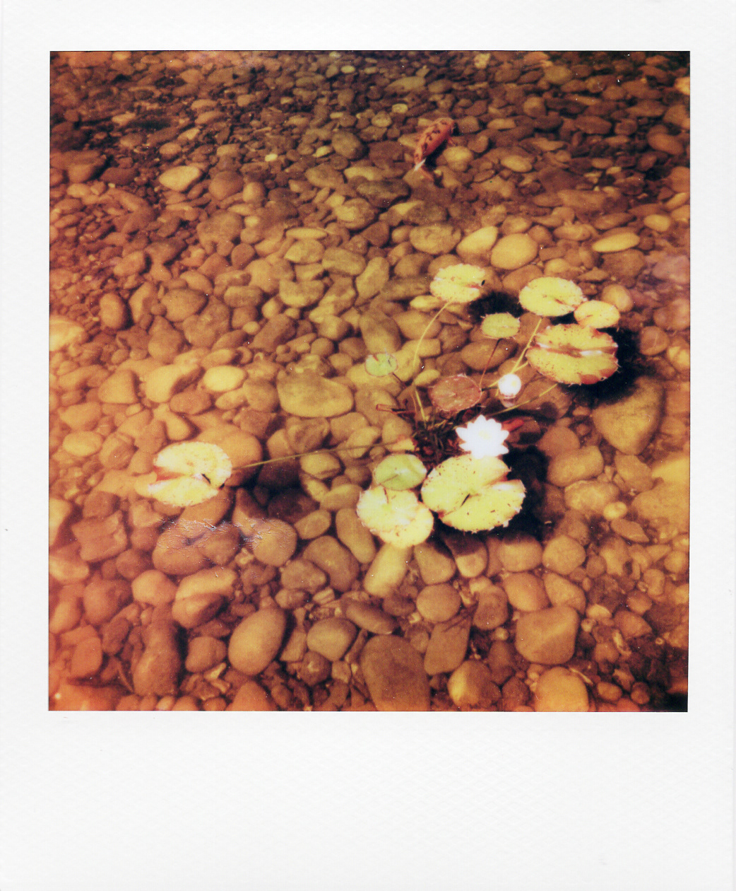 Série "Persistance", Musée départemental Albert-Kahn, 2026 (Polaroid)