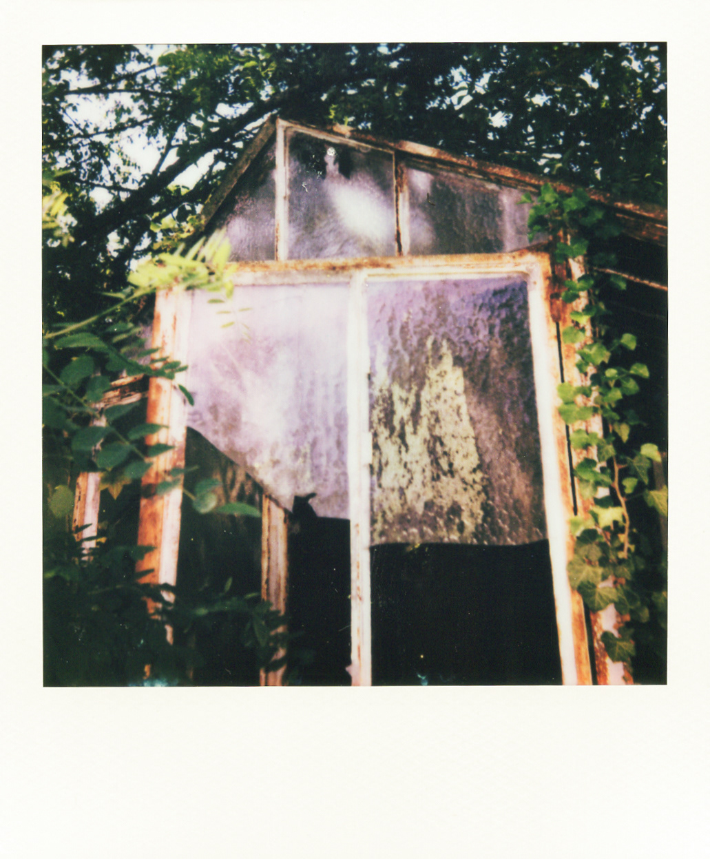 Série "Serres froides", 2026 (Polaroid)