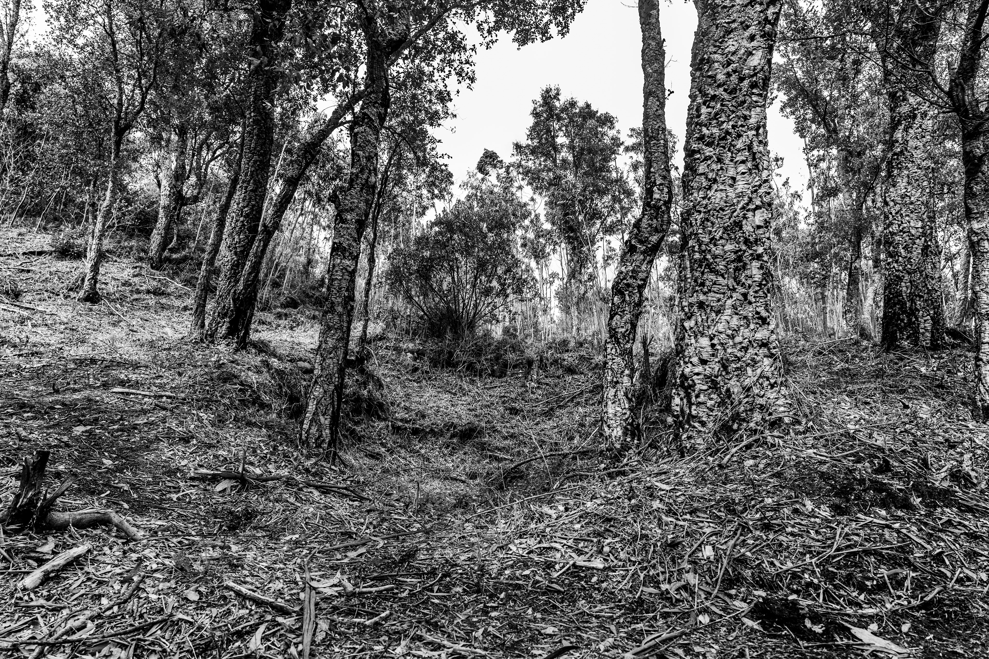 Serra de Negrelos, Vila Nova de Gaia, Nord, Portugal, 2025