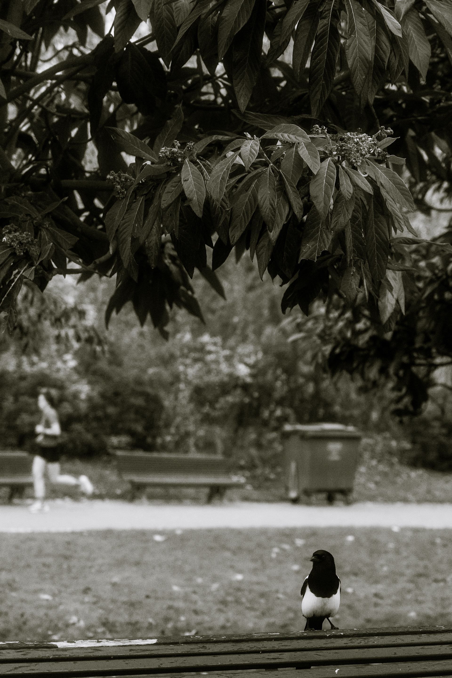 Parc Monceau, Paris, Ile-de-France, France, 2025