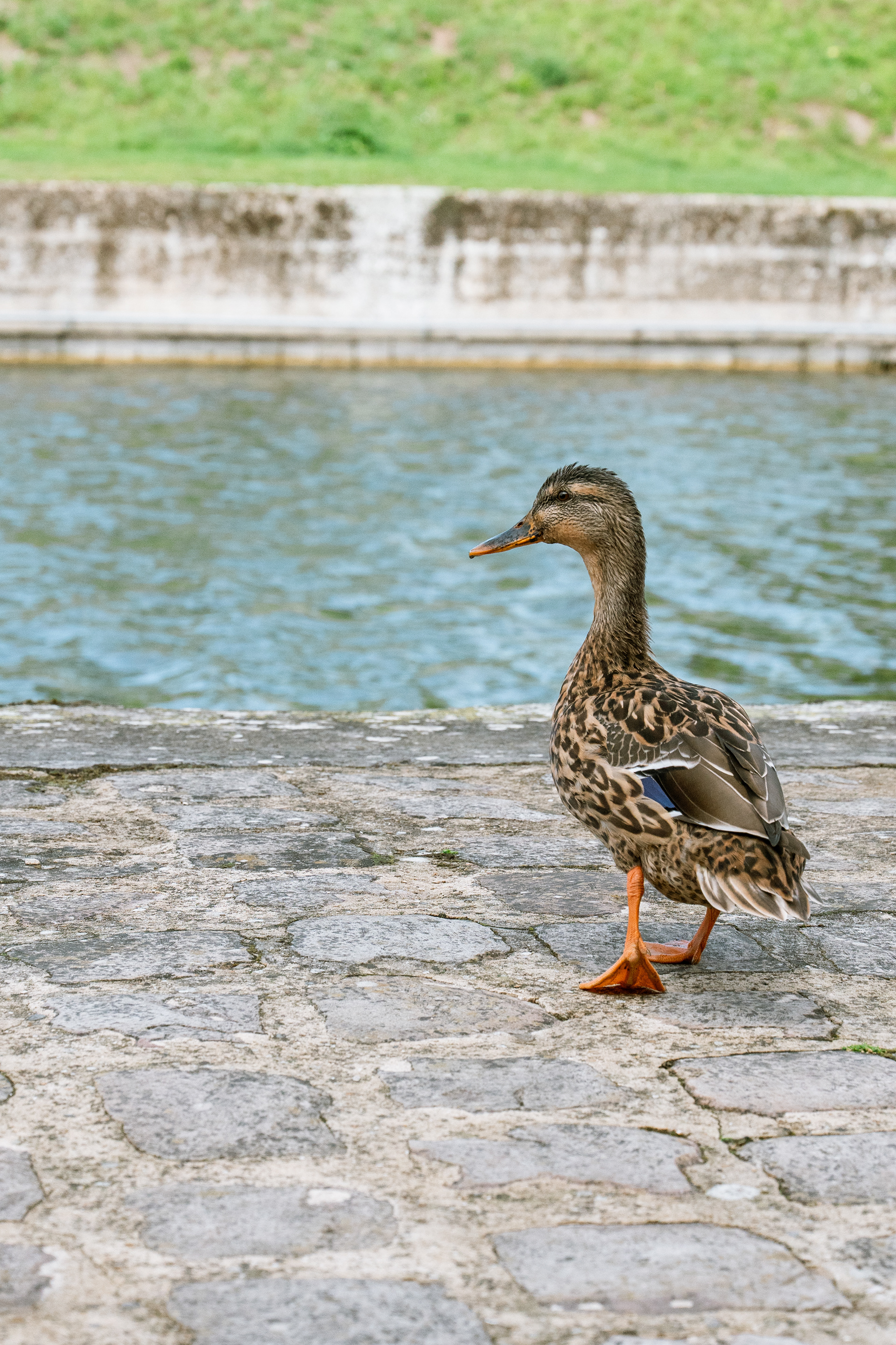 Canard colvert (Anas platyrhynchos), 62000, Arras, Pas-de-Calais, France, 2025 (Numérique)