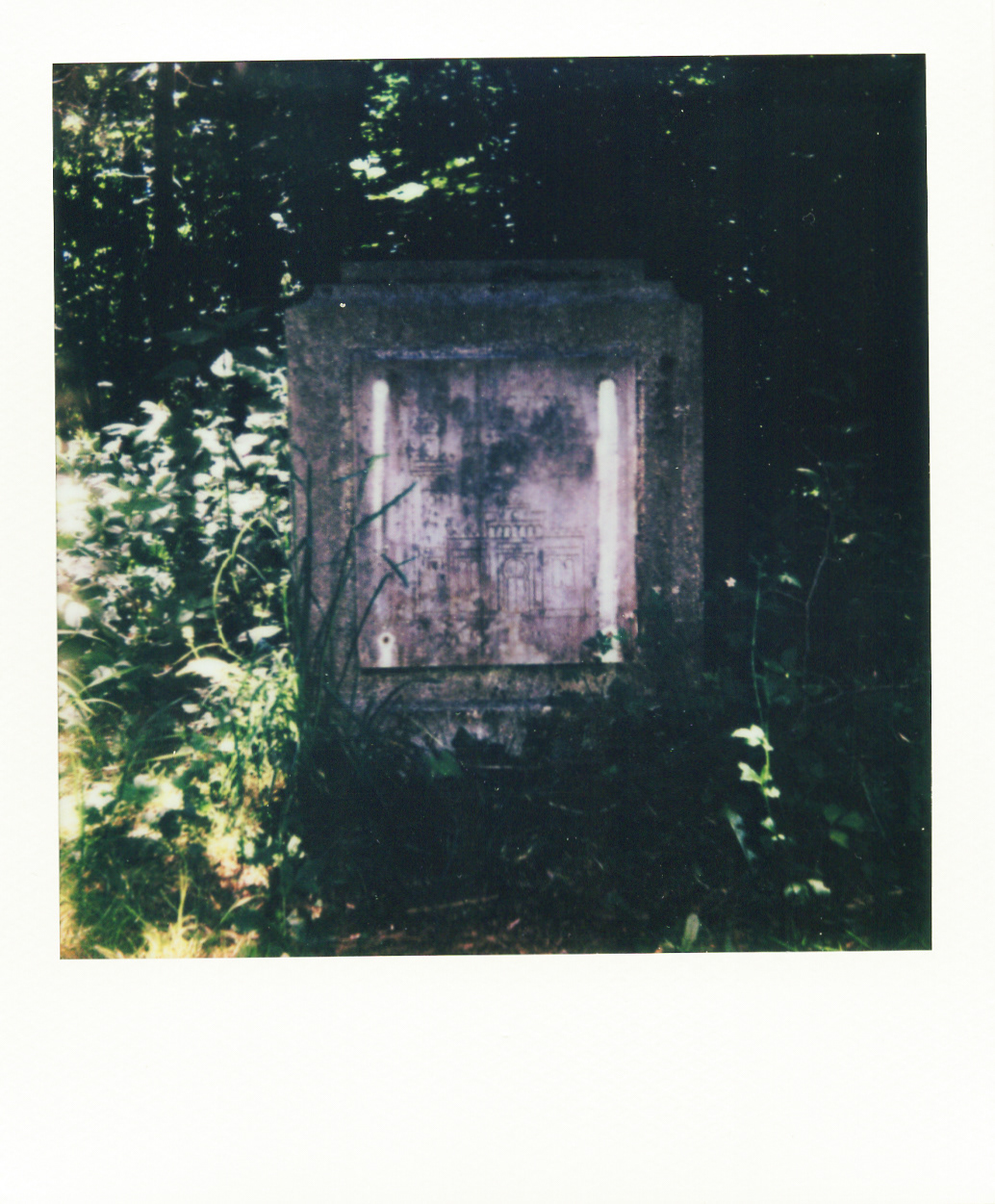 Série "Persistance", Jardin d'agronomie tropicale René Dumont, 2026 (Polaroid)