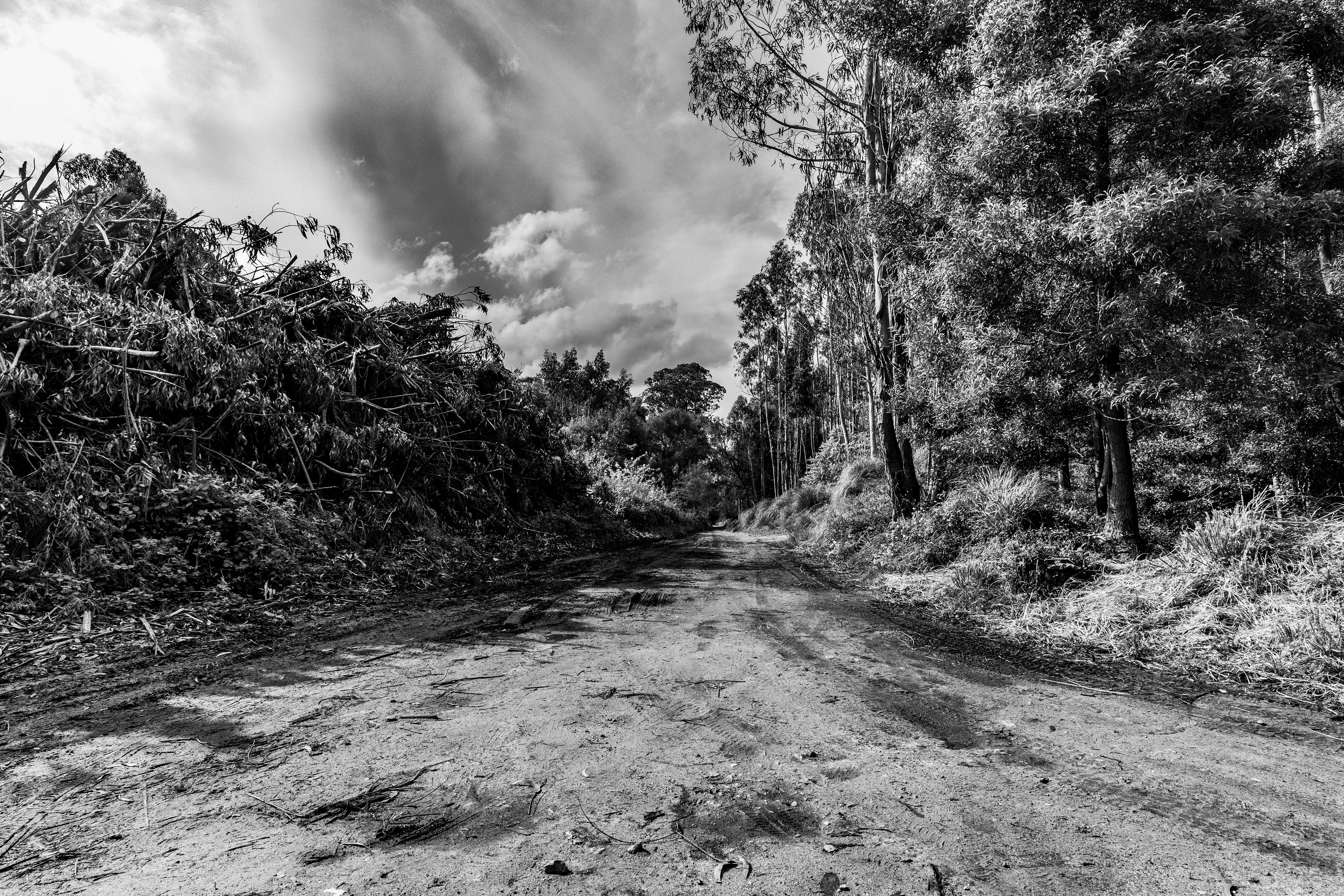 Serra de Negrelos, Vila Nova de Gaia, Nord, Portugal, 2025