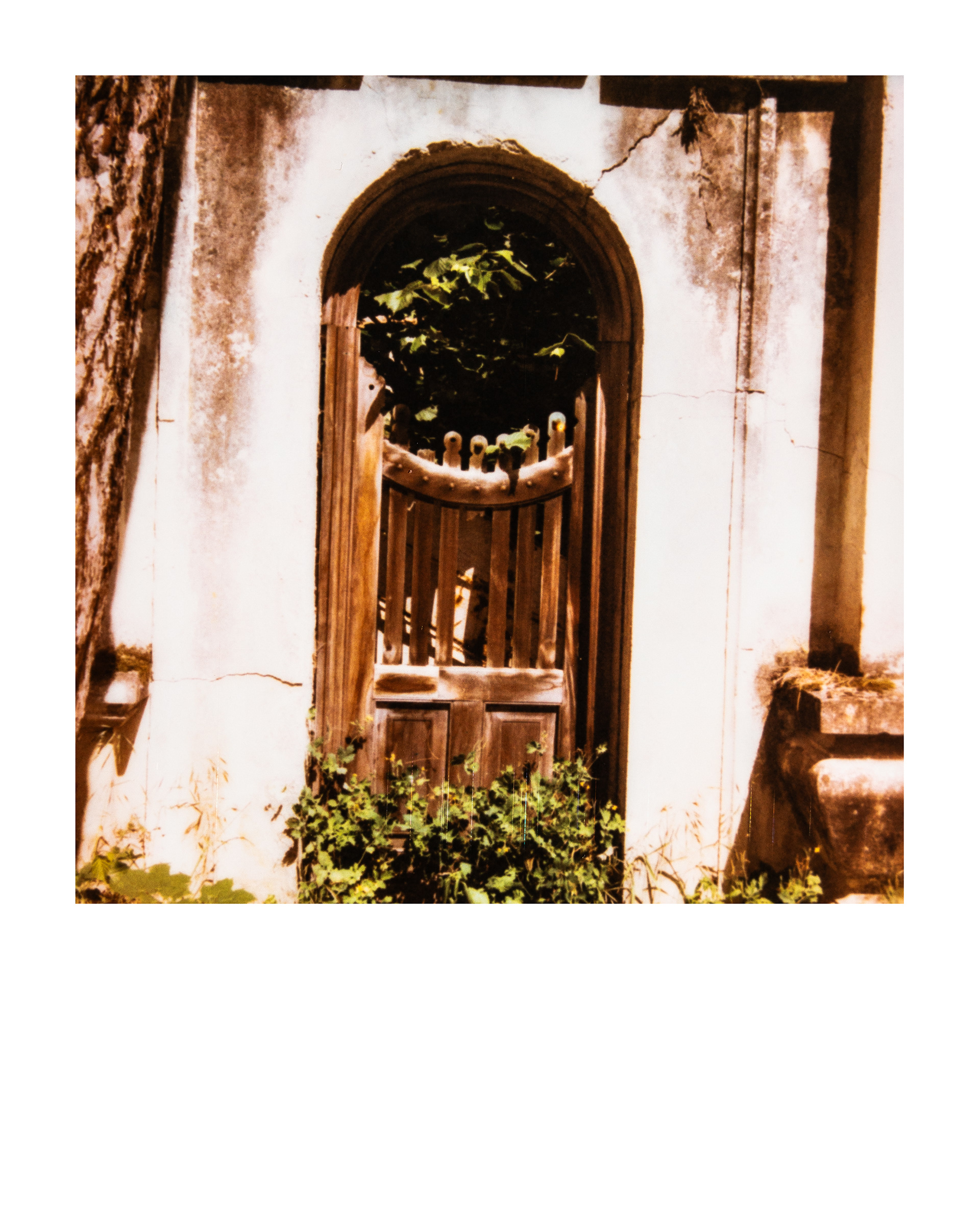 Temple, Jardin d'agronomie tropicale René Dumont, Paris, Ile-de-France, France, 2026 (Polaroid)