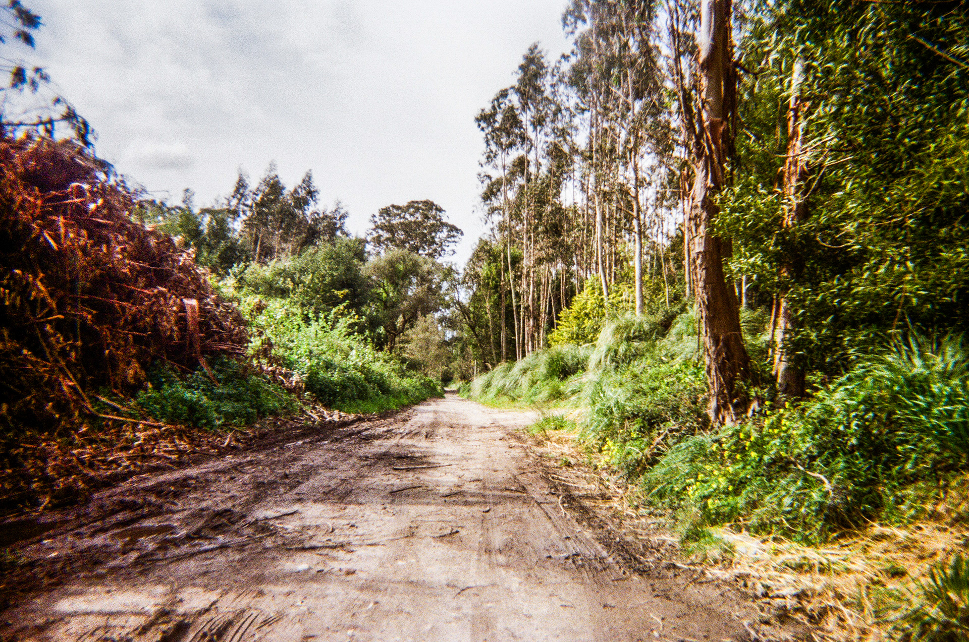 Serra de Negrelos, Vila Nova de Gaia, Nord, Portugal, 2025