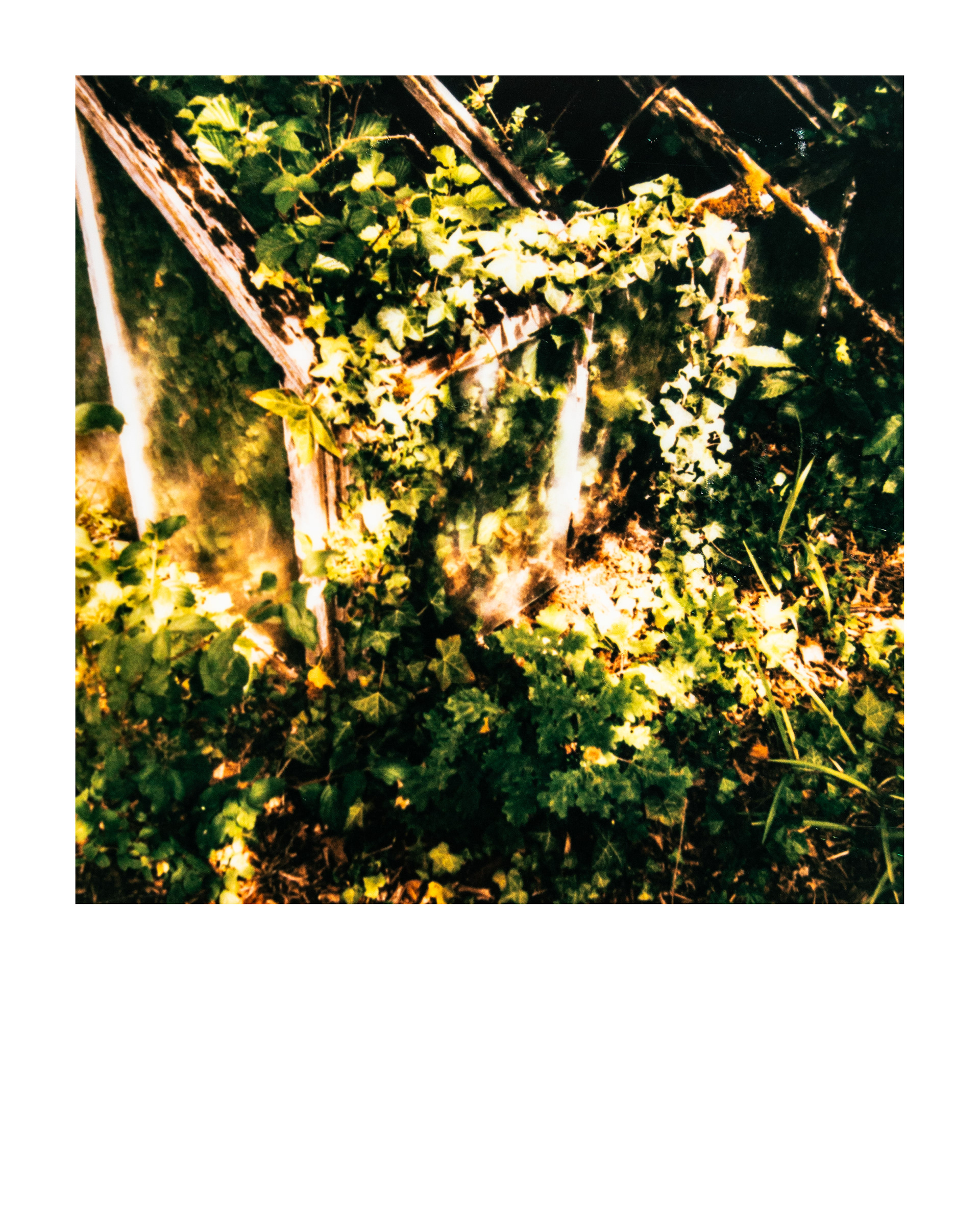 Série "Serres froides", 2026 (Polaroid)