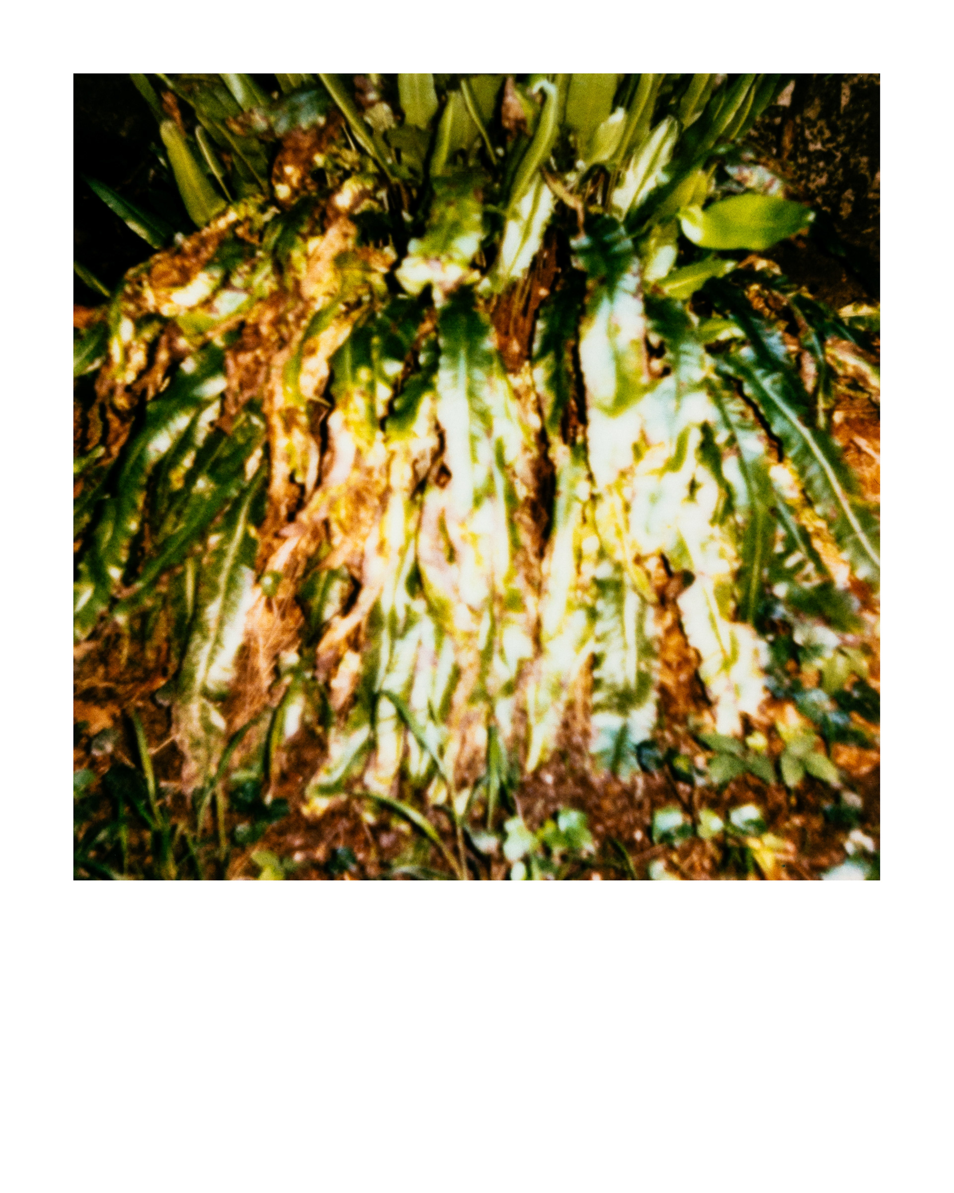 Série "Parcs", Musée départemental Albert-Kahn, 2026 (Polaroid)