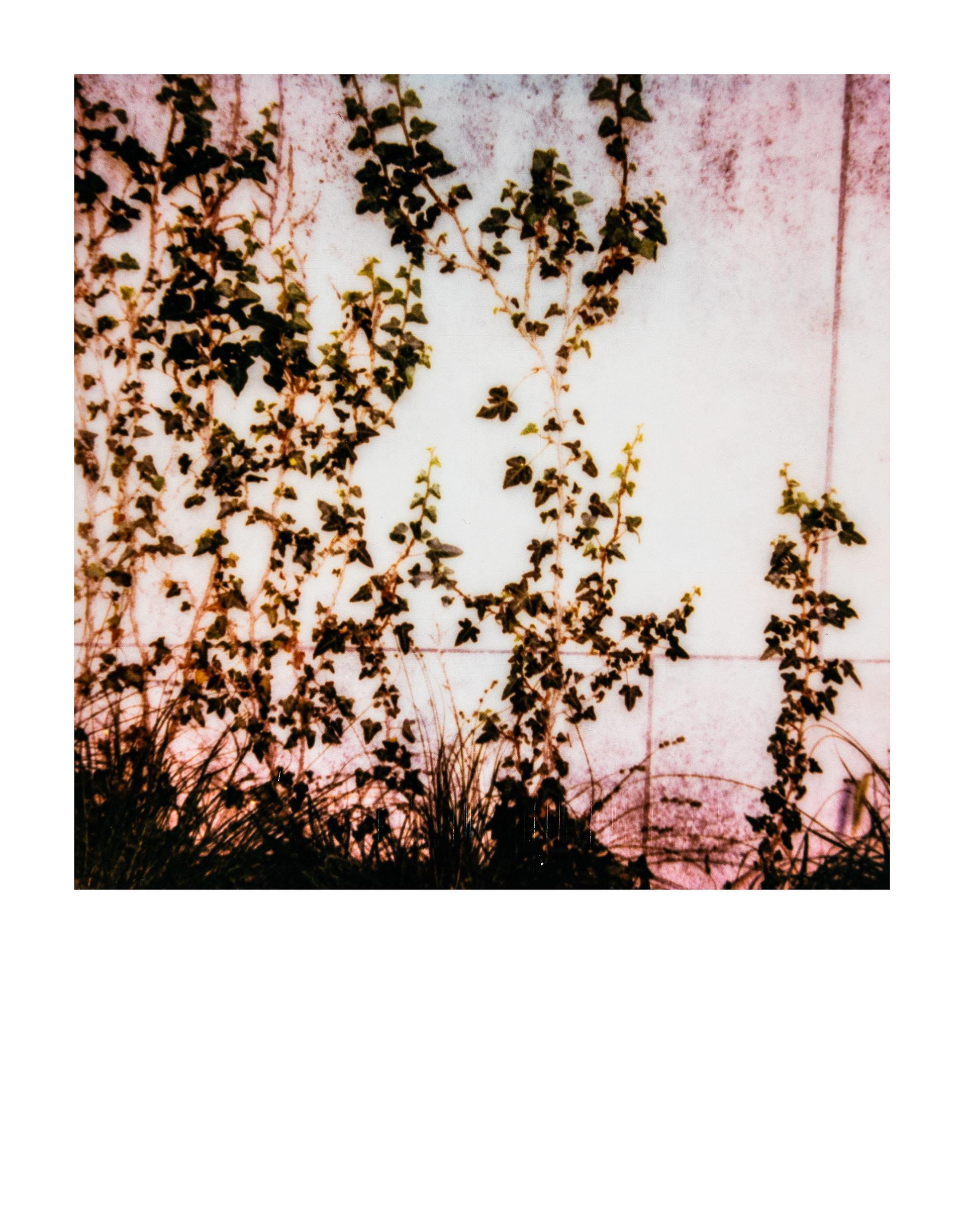 Jardin d'agronomie tropicale René Dumont, Paris, Ile-de-France, France, 2026 (Polaroid)