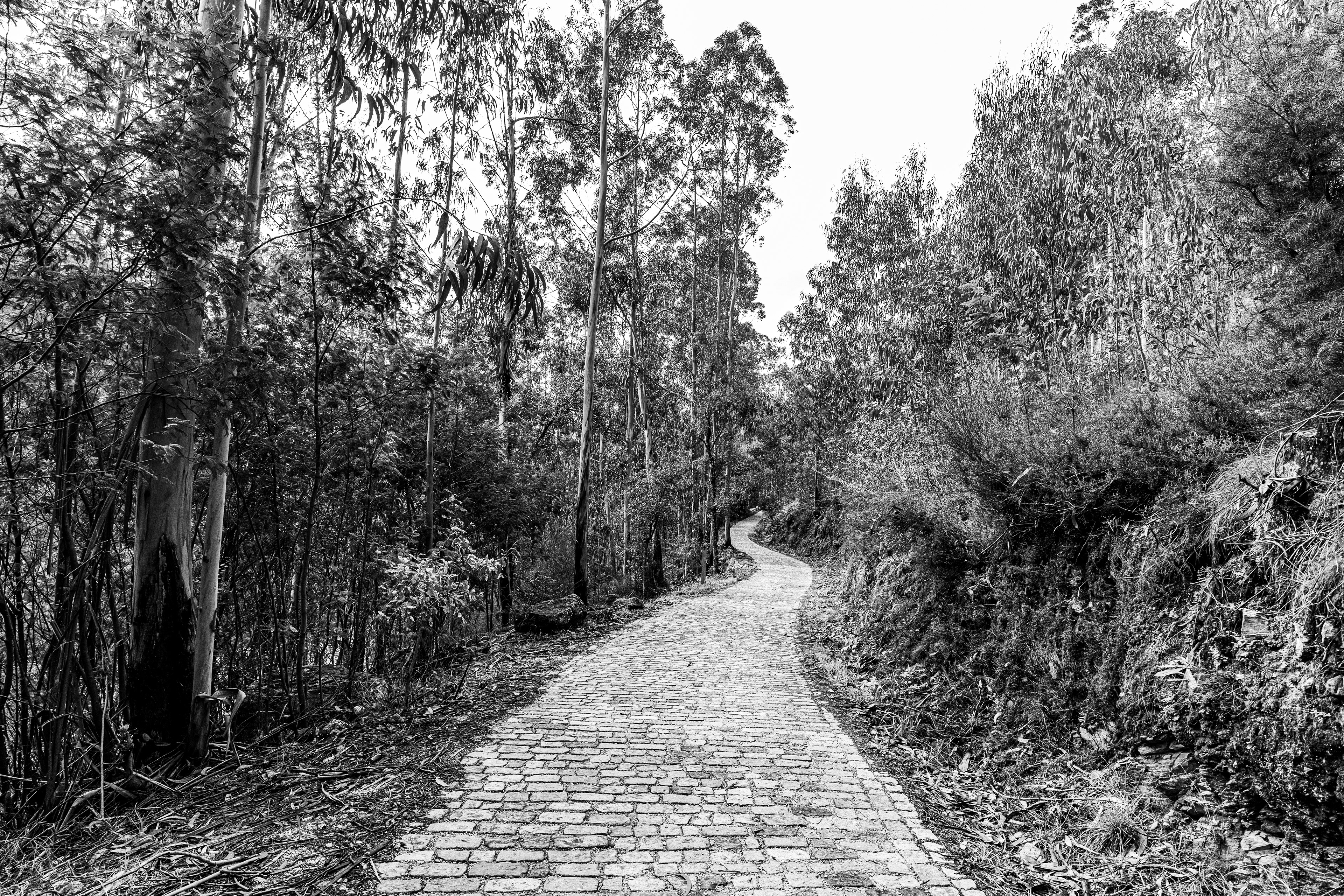 Valongo, Nord, Portugal, 2025