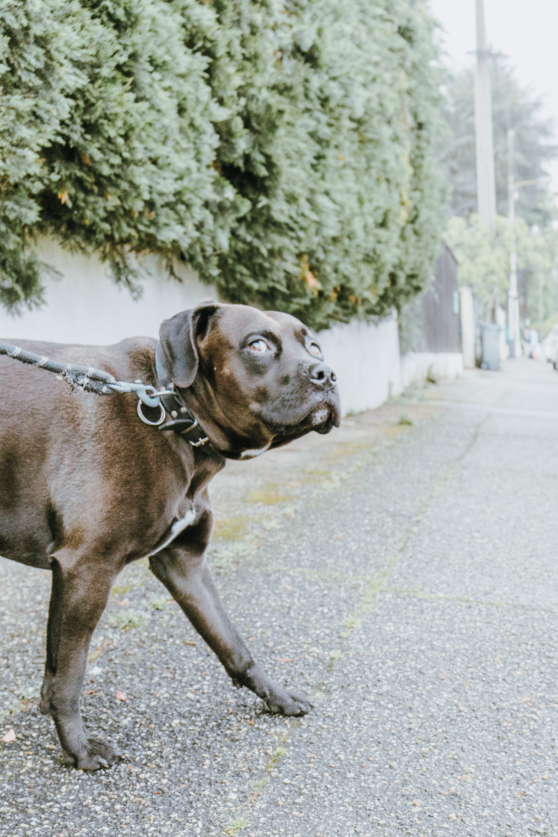Canis familiaris, Mérignac, Gironde, France, 2025