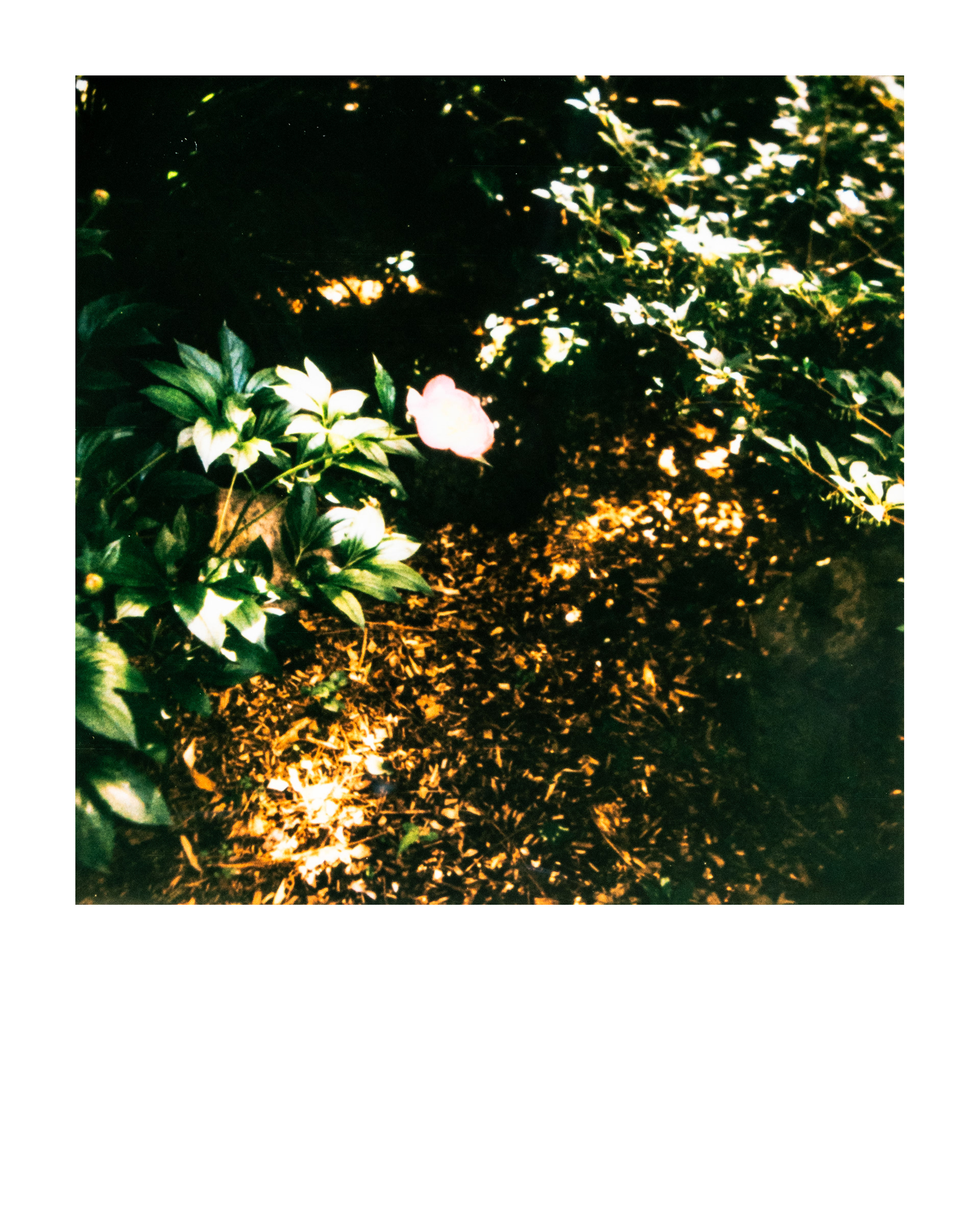 Série "Parcs", Musée départemental Albert-Kahn, 2026 (Polaroid)