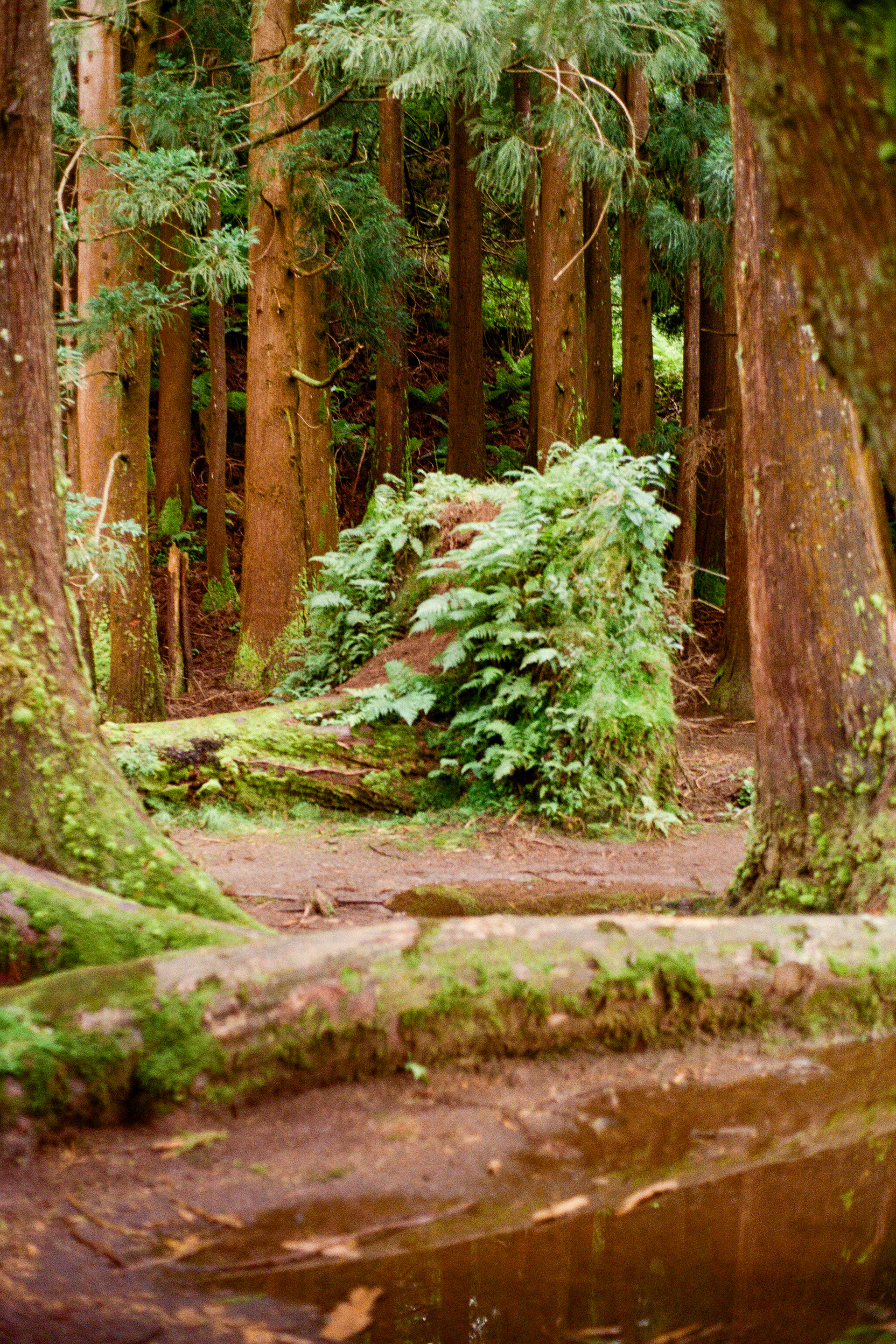Trilho do Chambre, 9700, Terceira, Azores, Portugal, 2025 (Argentique)