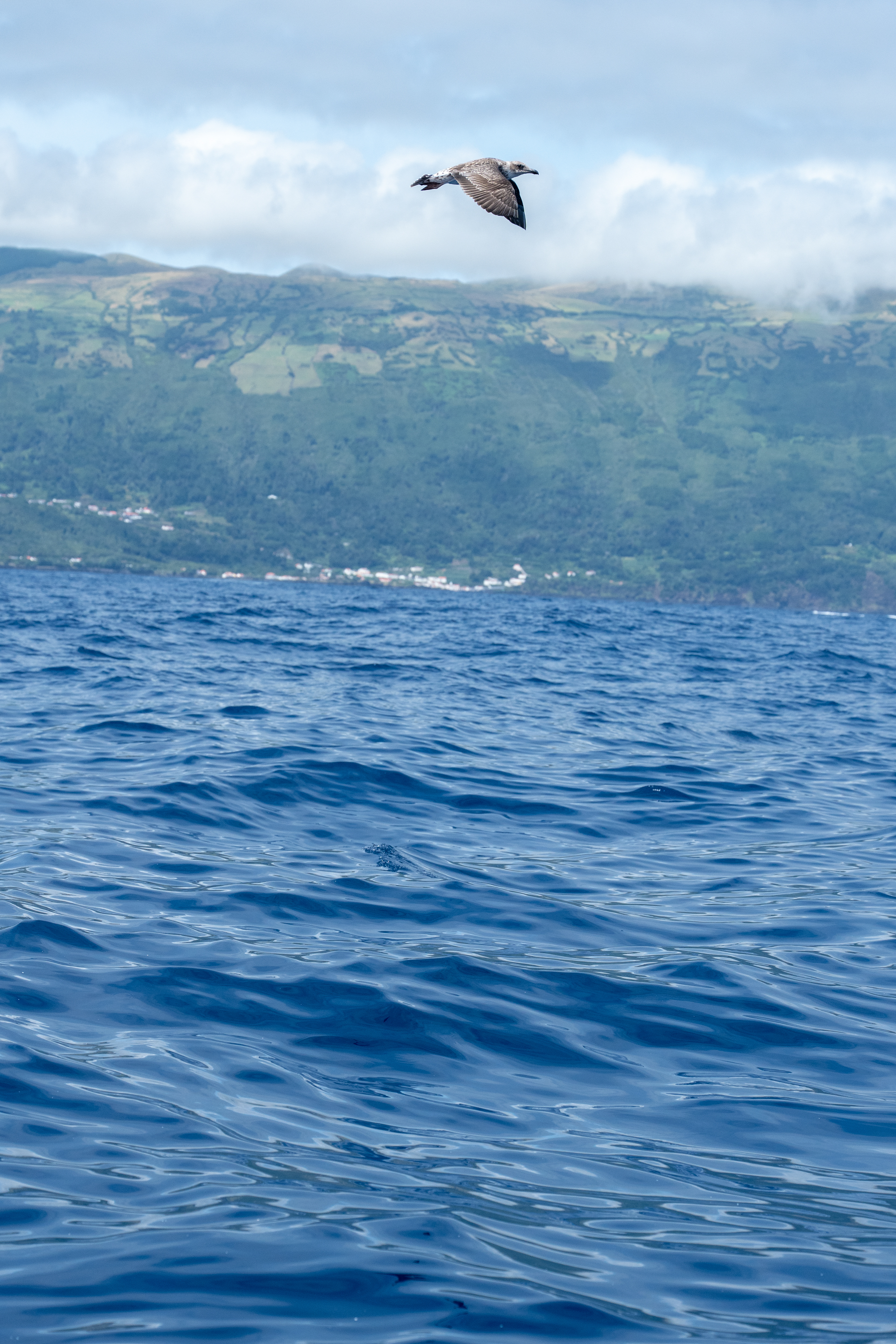 Pico, Azores, Portugal, 2025