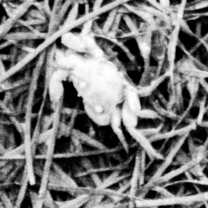 Crabe violonniste / Leptuca pugilator Leptuca pugilator, Série "Animals", 2024 (Numérique)