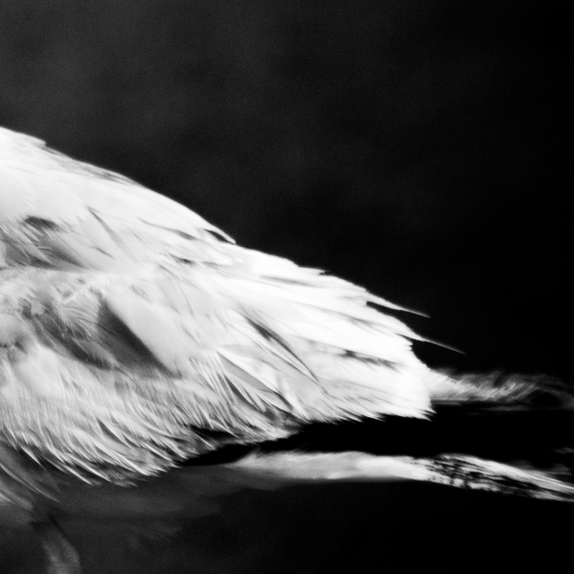 Goéland / Larus, Série "Animals", 2024 (Numérique)