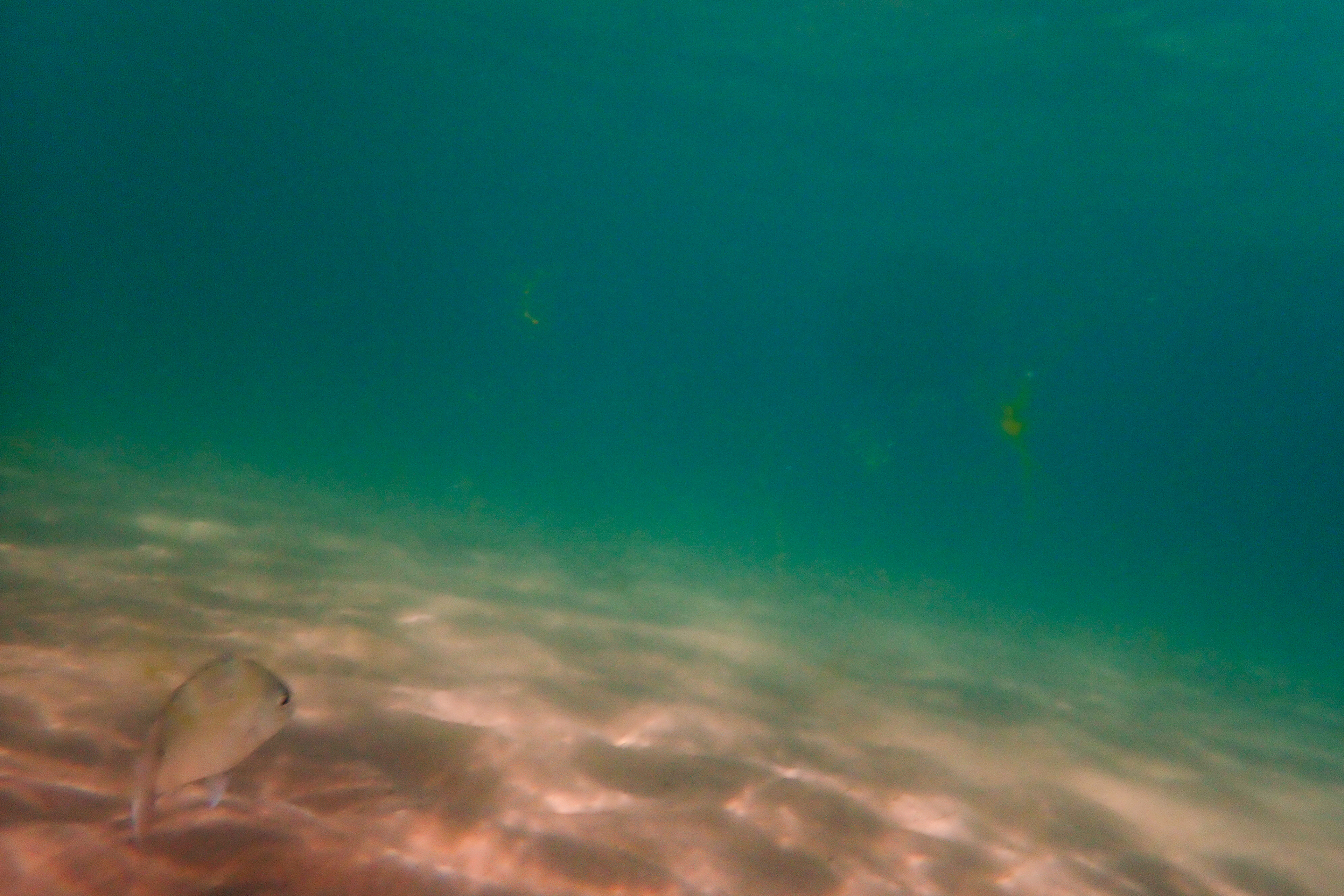 Sar Commun (Diplodus sargus), 8700, Praia de Fuseta, Algarve, Portugal, 2024 (Numérique)