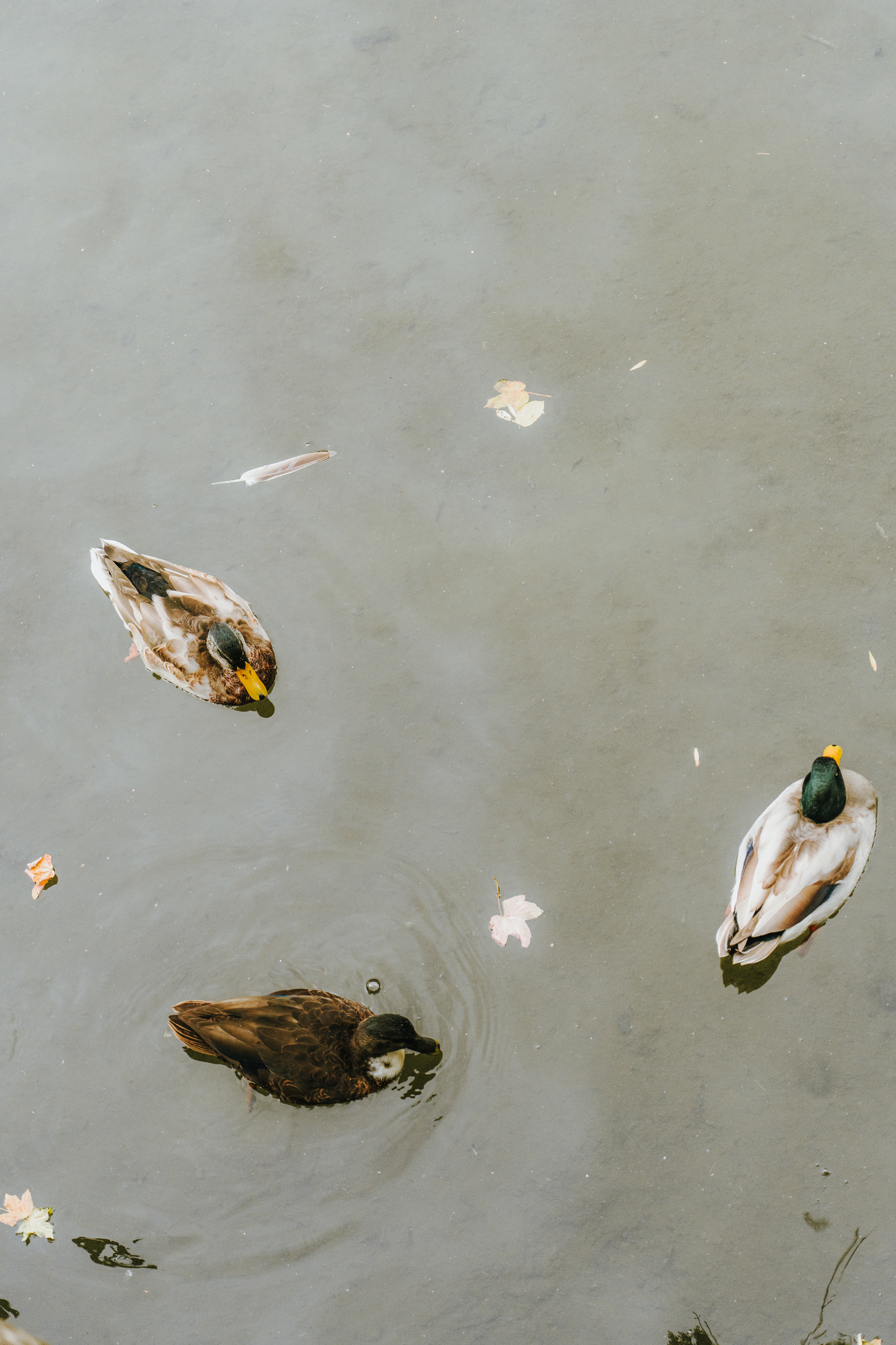 Canard colvert (Anas platyrhynchos), 62000, Arras, Pas-de-Calais, France, 2025 (Numérique)