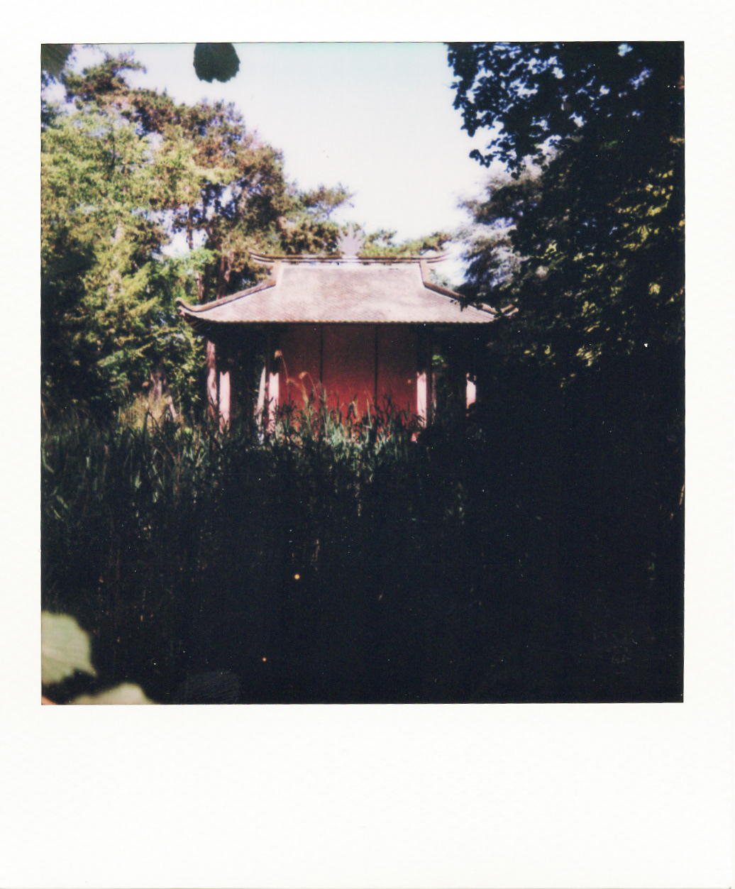 Série "Persistance", Jardin d'agronomie tropicale René Dumont, 2026 (Polaroid)