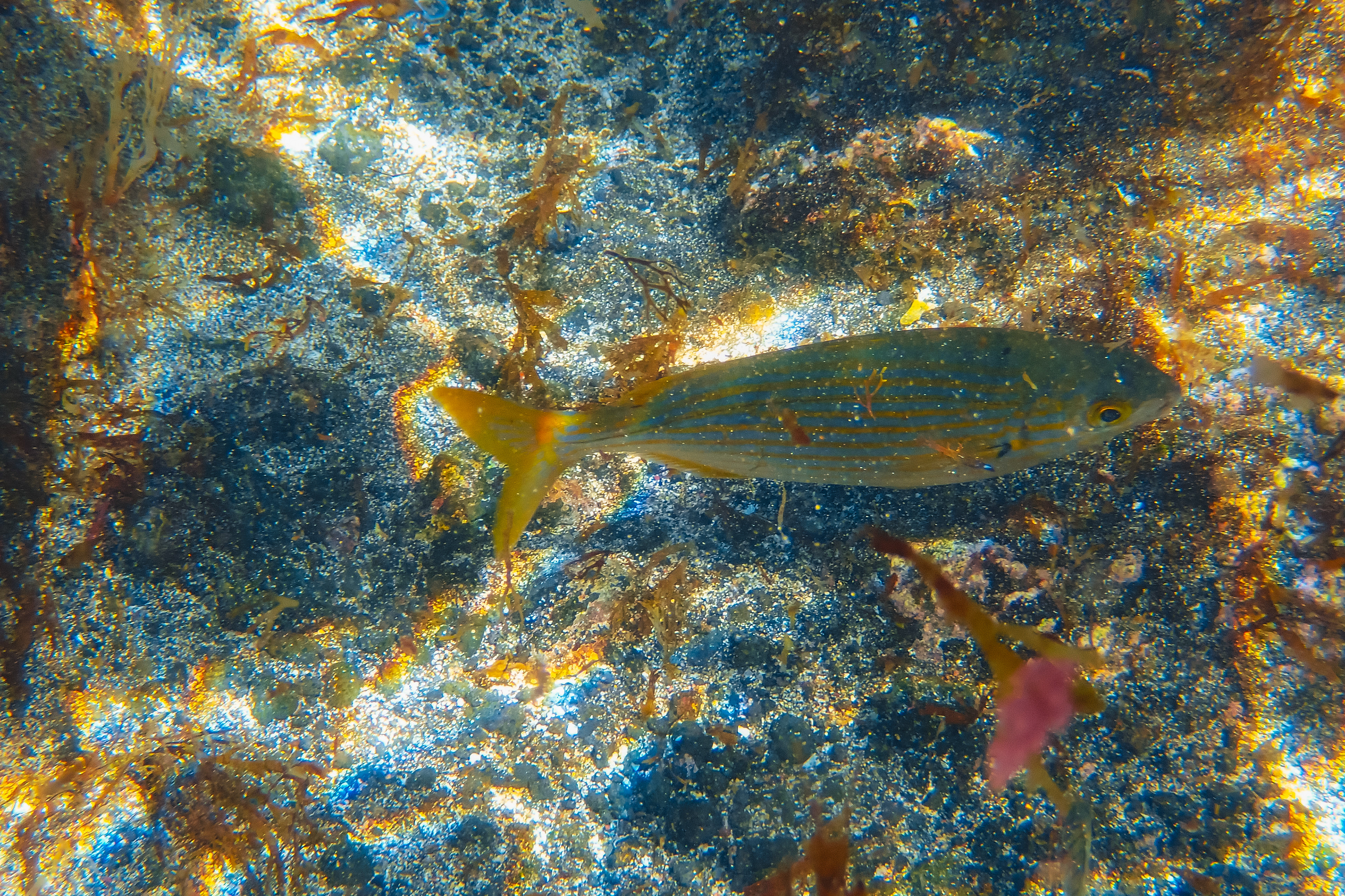 São Miguel, Azores, Portugal, 2025