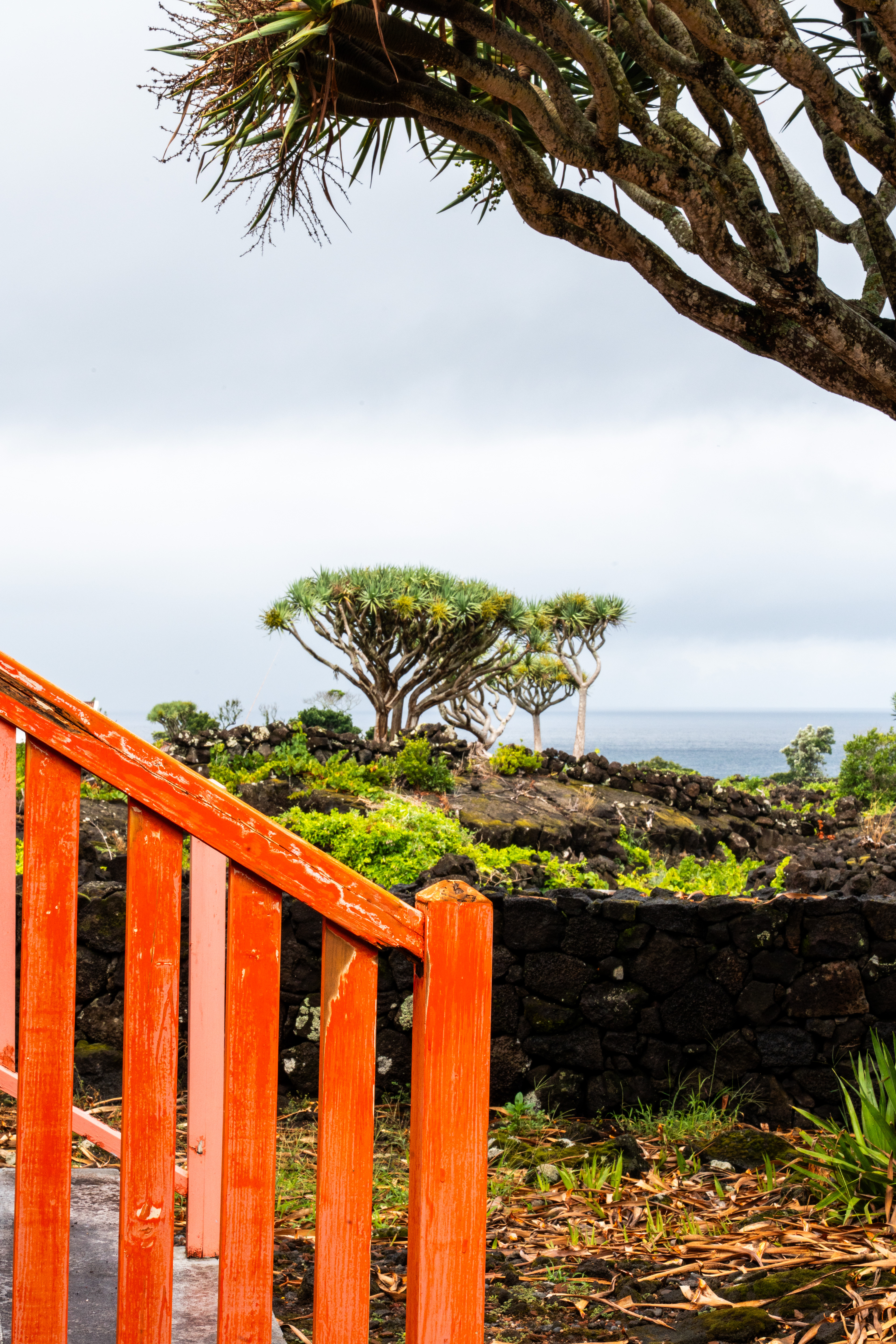 Pico, Azores, Portugal, 2025