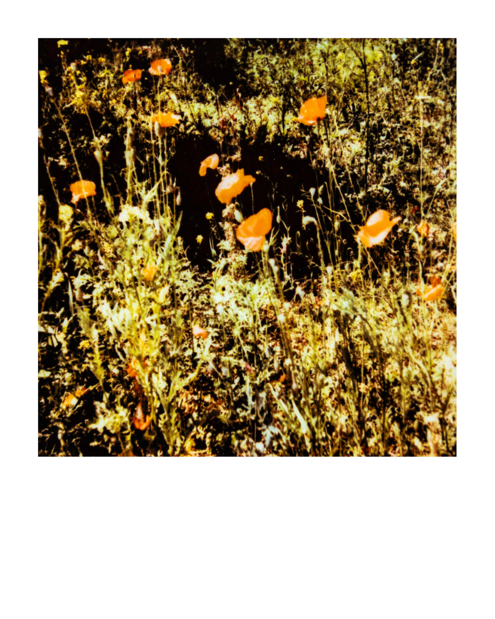 Jardin d'agronomie tropicale René Dumont, Paris, Ile-de-France, France, 2026 (Polaroid)