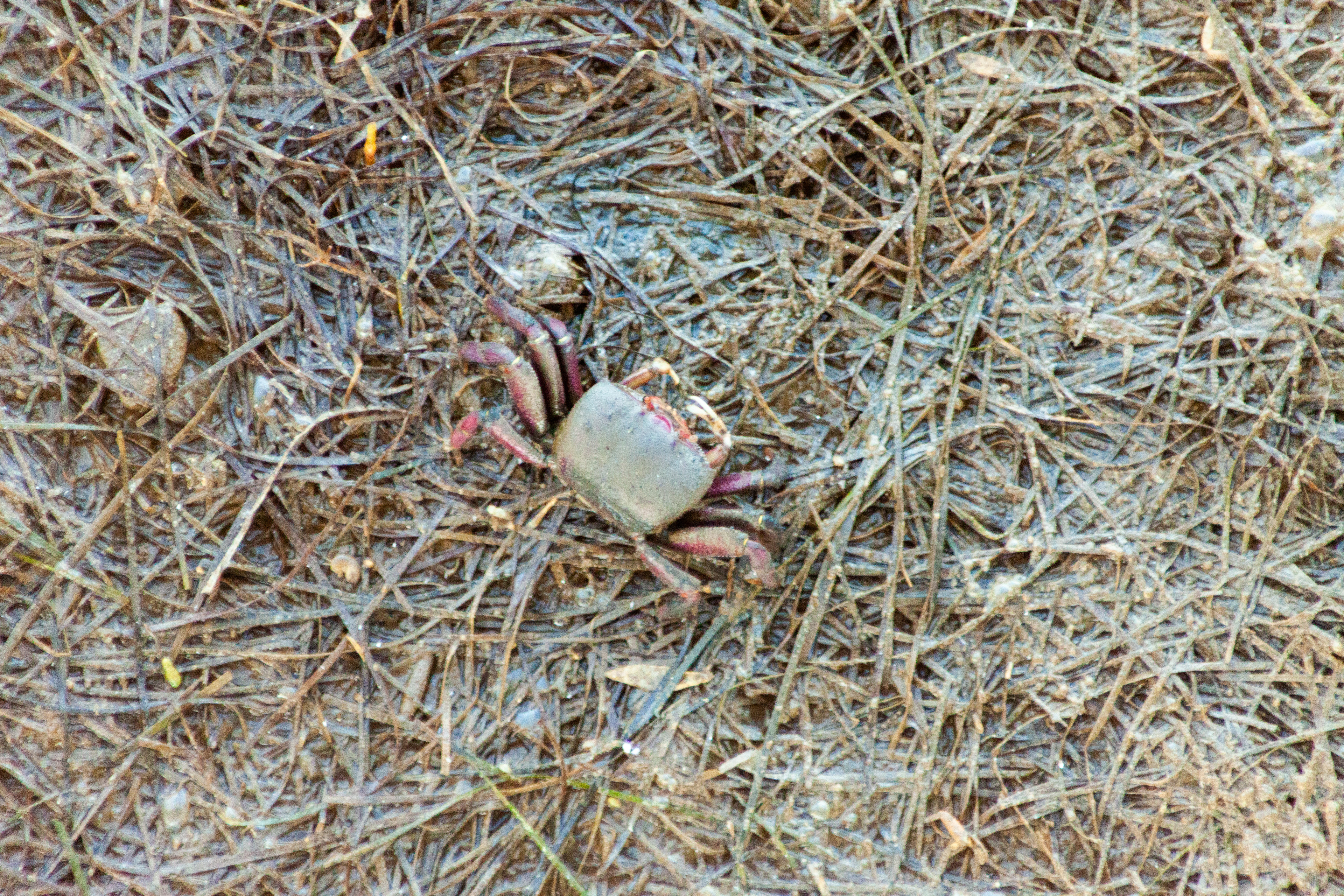Crabe violonniste (Leptuca pugilator), 8000, Faro, Algarve, Portugal, 2024 (Numérique)