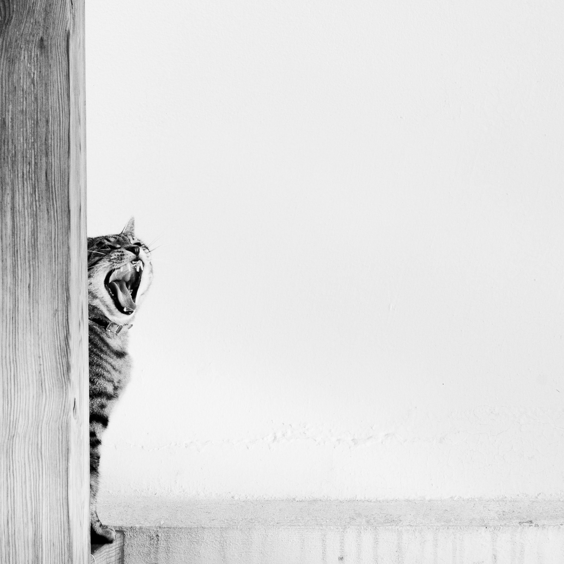 Chat / Felis catus, Série "Animals", 2022 (Numérique)