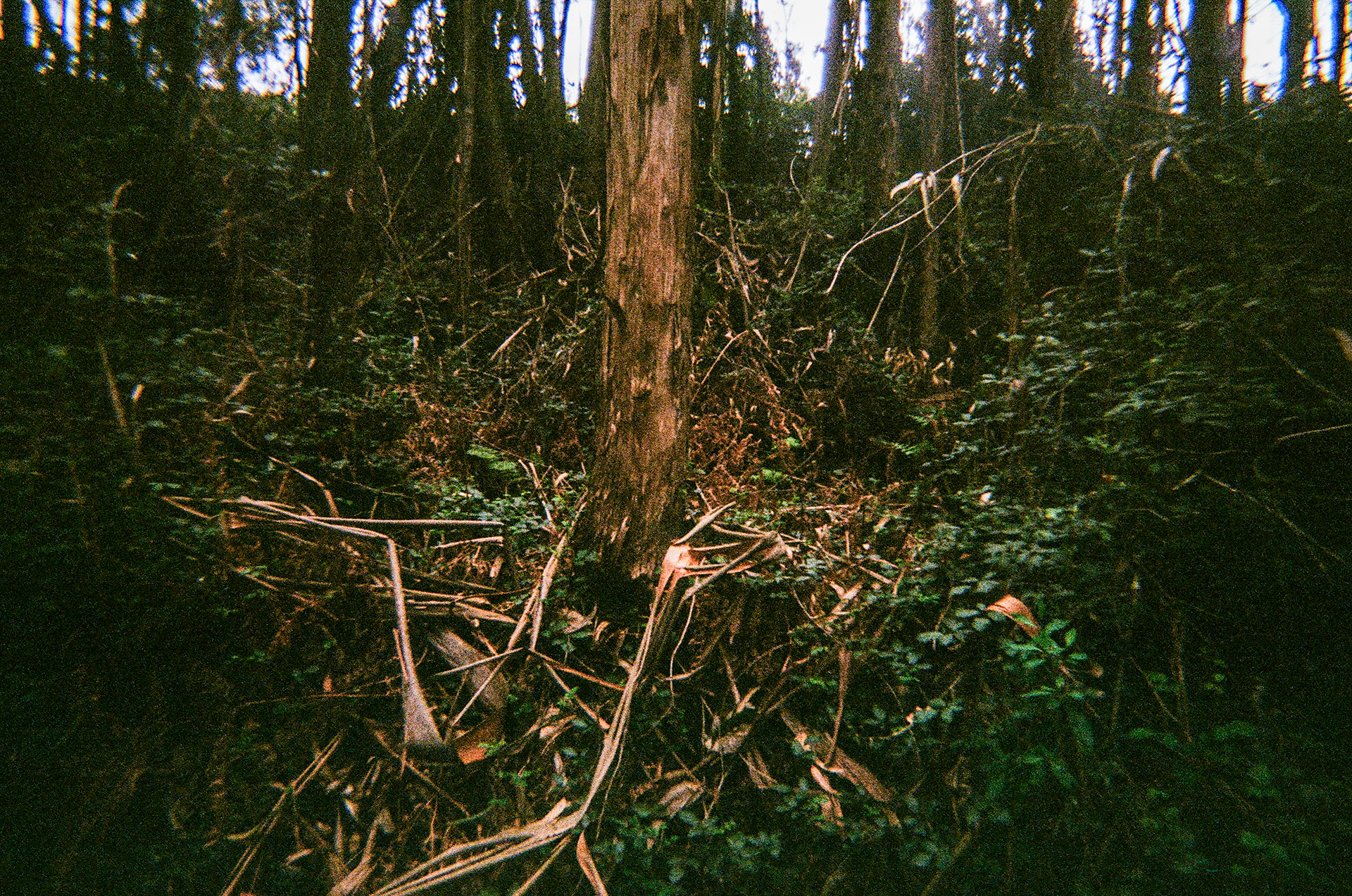 Serra de Negrelos, Vila Nova de Gaia, Nord, Portugal, 2025