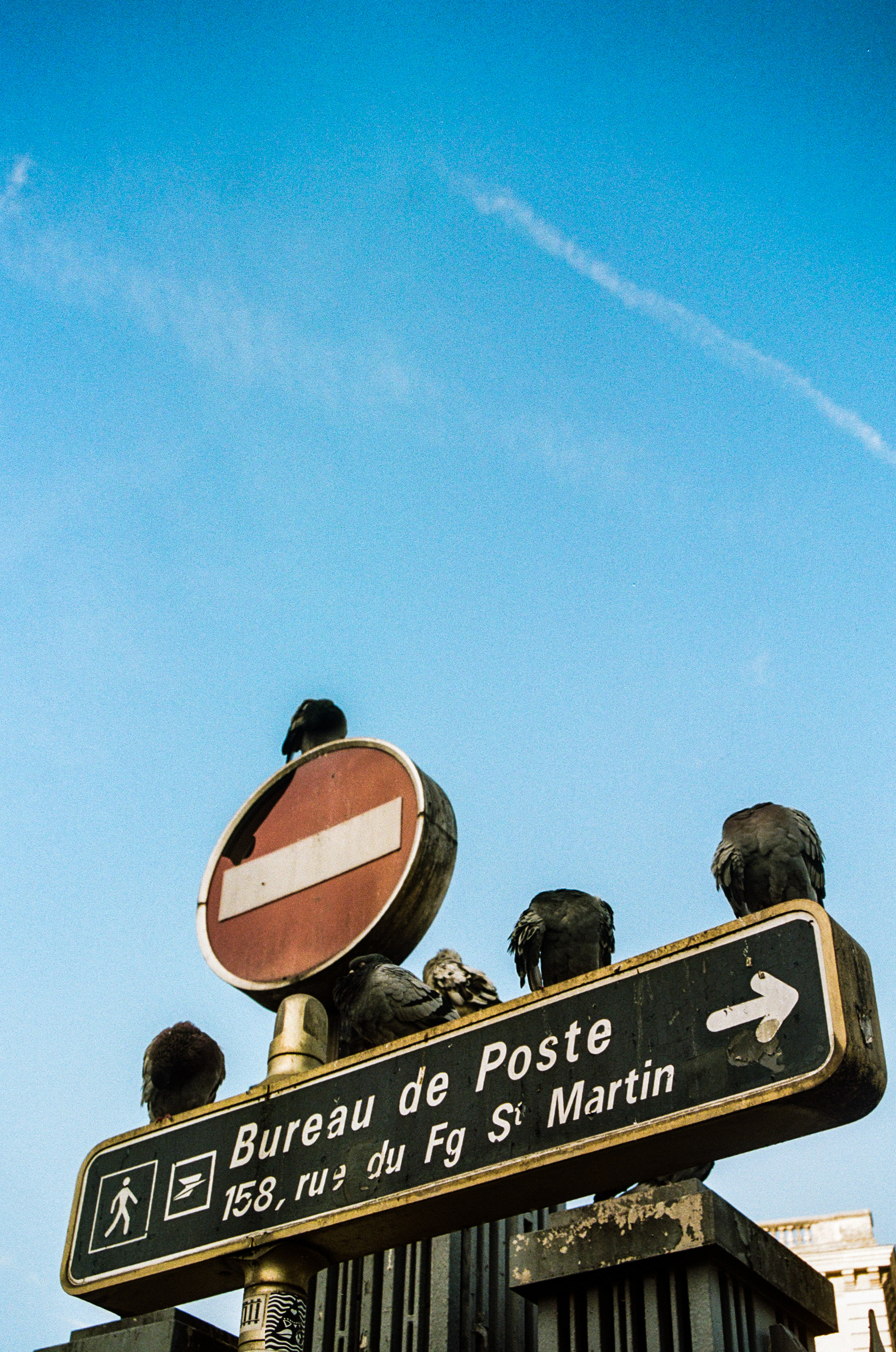 Pigeons (Columba), Gare de l'Est, 75010, Paris, Ile-de-France, France, 2025 (Argentique)