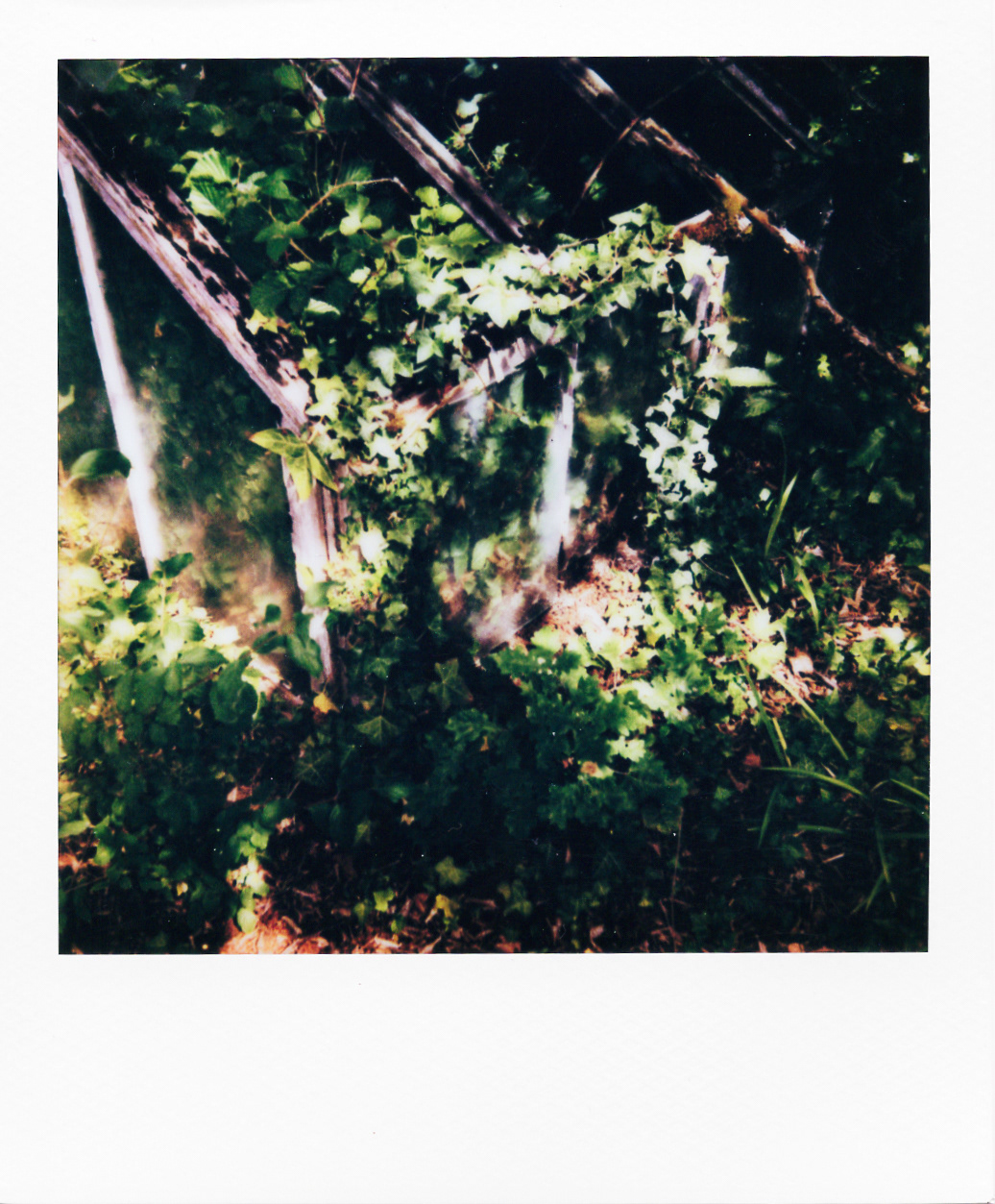 Série "Serres froides", 2026 (Polaroid)