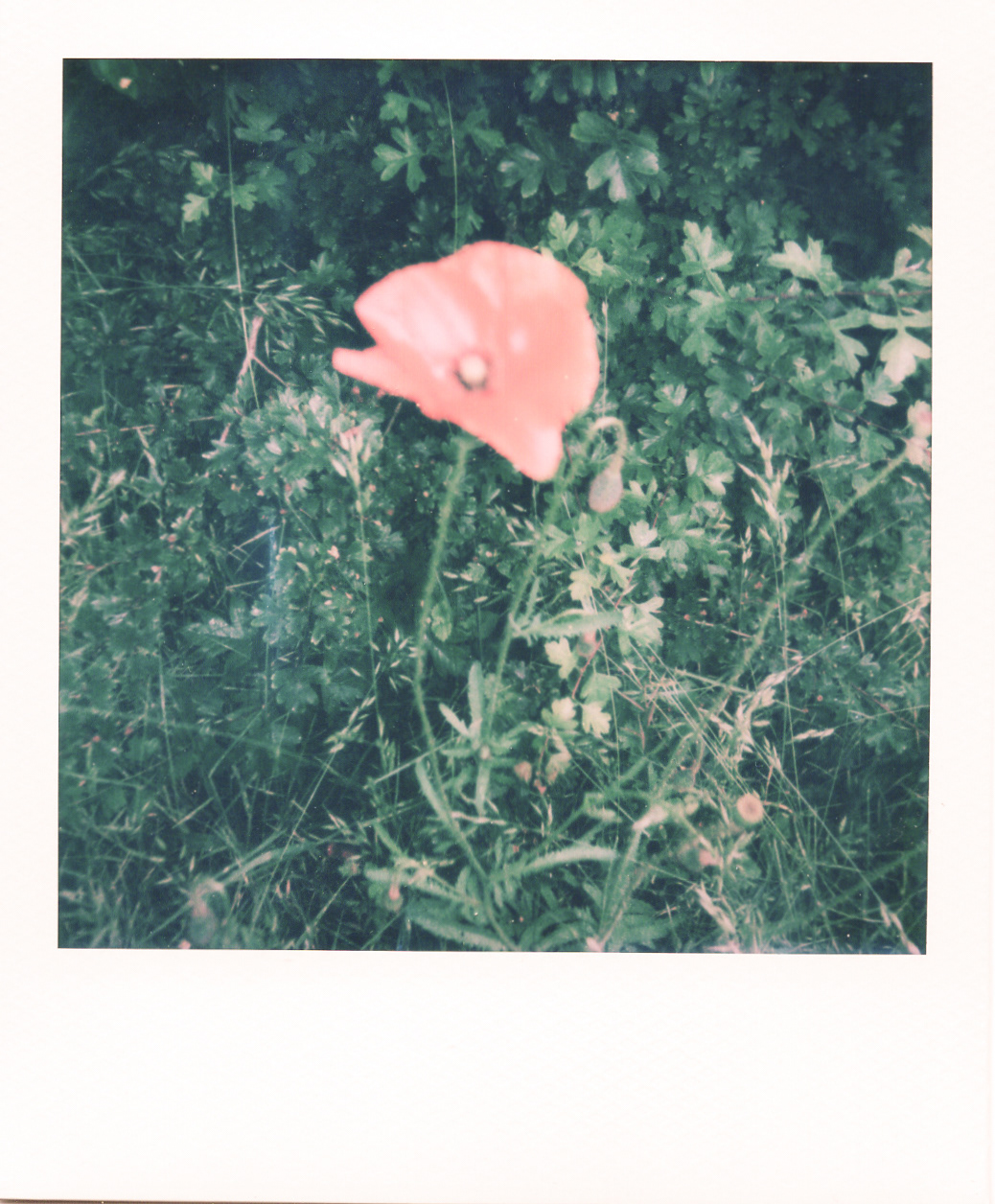 Série "Persistance", Parc Edmond-de-Rothschild, 2026 (Polaroid)