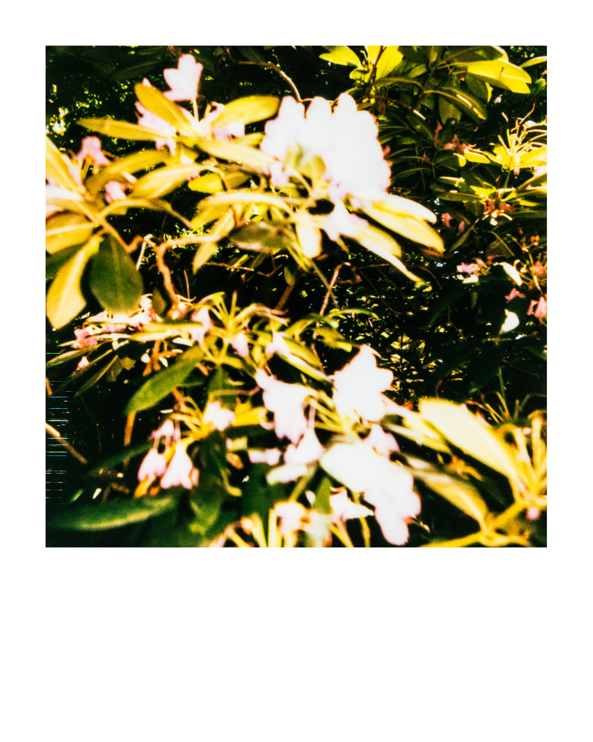 Série "Parcs", Musée départemental Albert-Kahn, 2026 (Polaroid)
