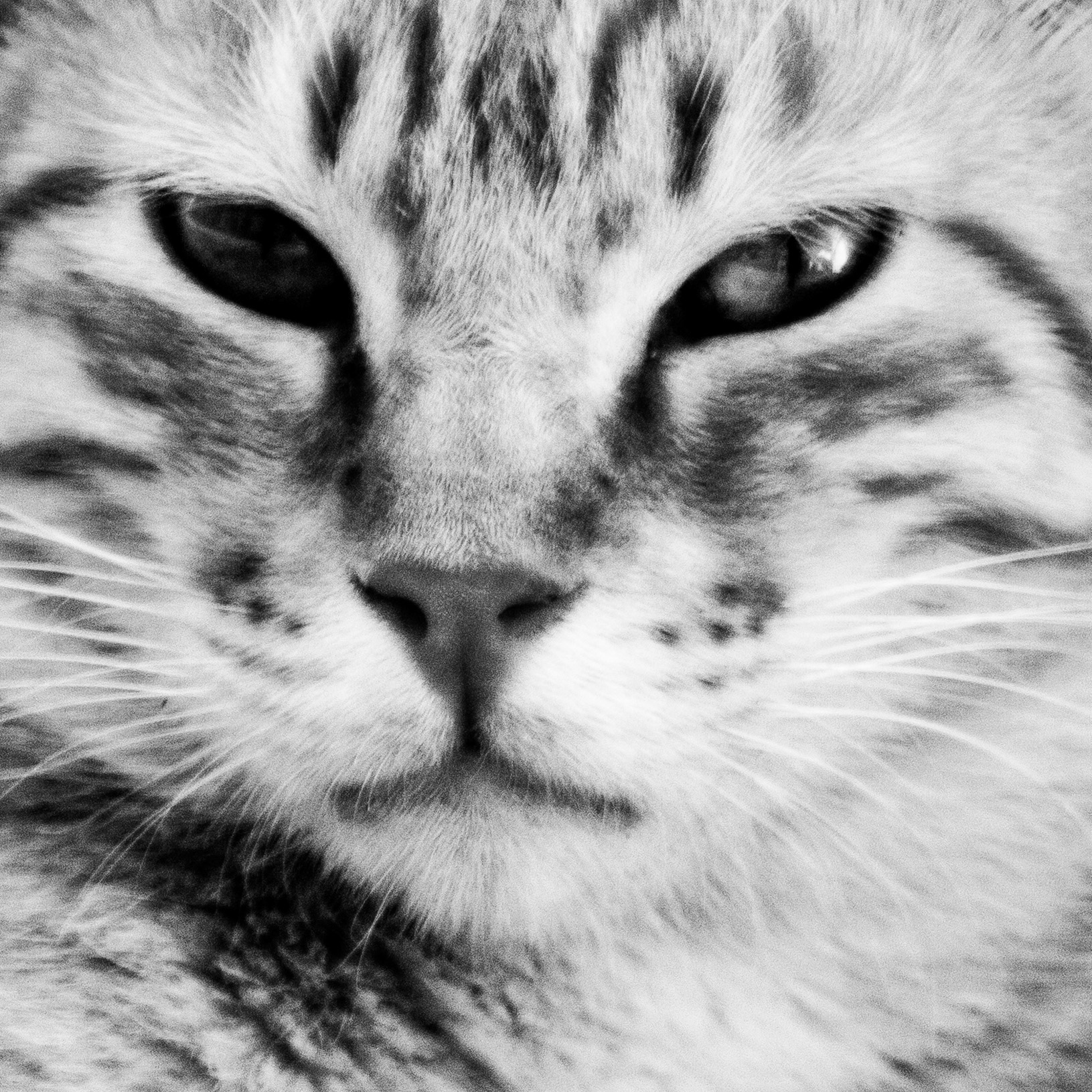 Chat / Felis catus, Série "Animals", 2024 (Numérique)