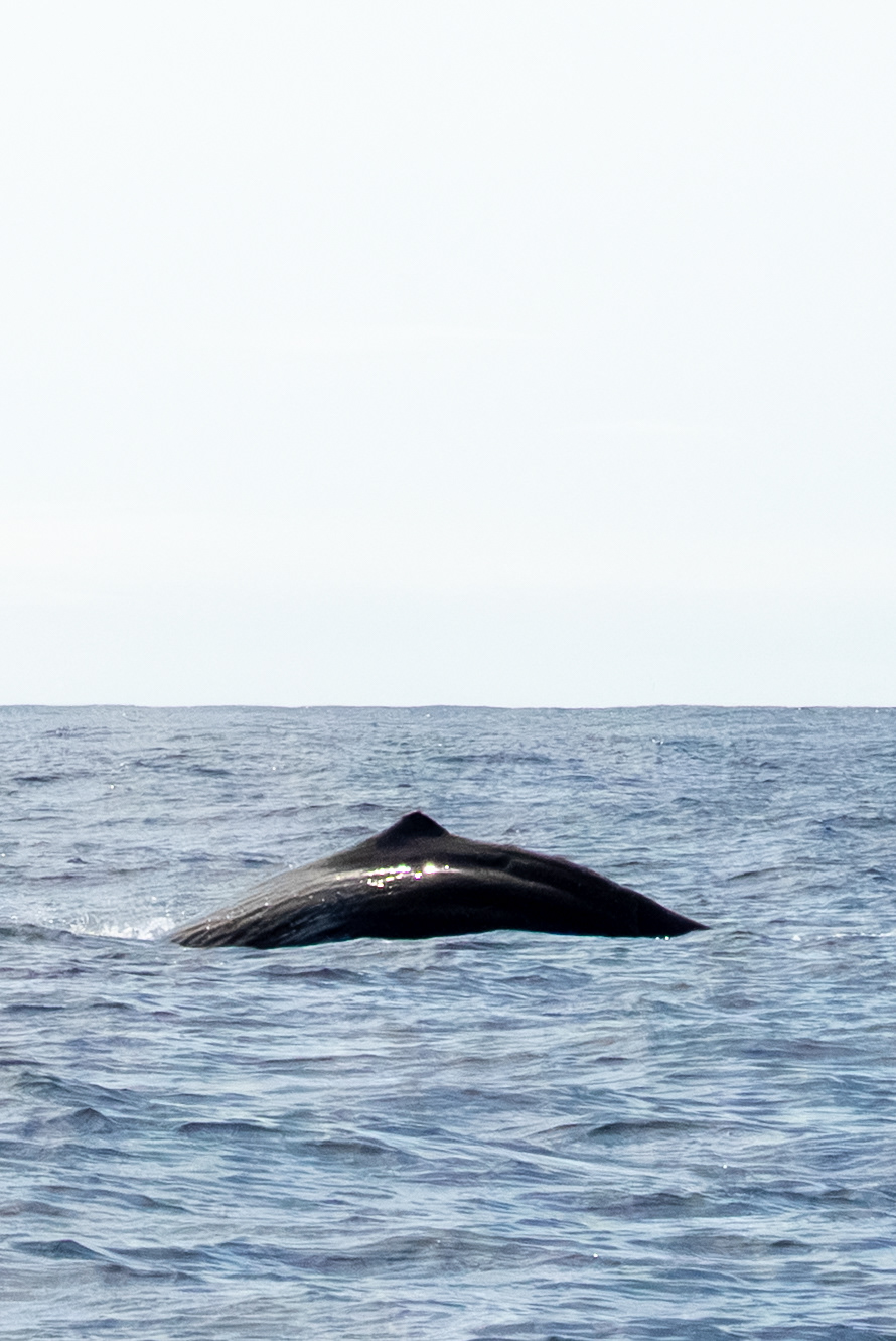 Grand Cachalot (Physeter macrocephalus), Lajes do Pico, 9960, Pico, Azores, Portugal, 2025 (Numérique)
