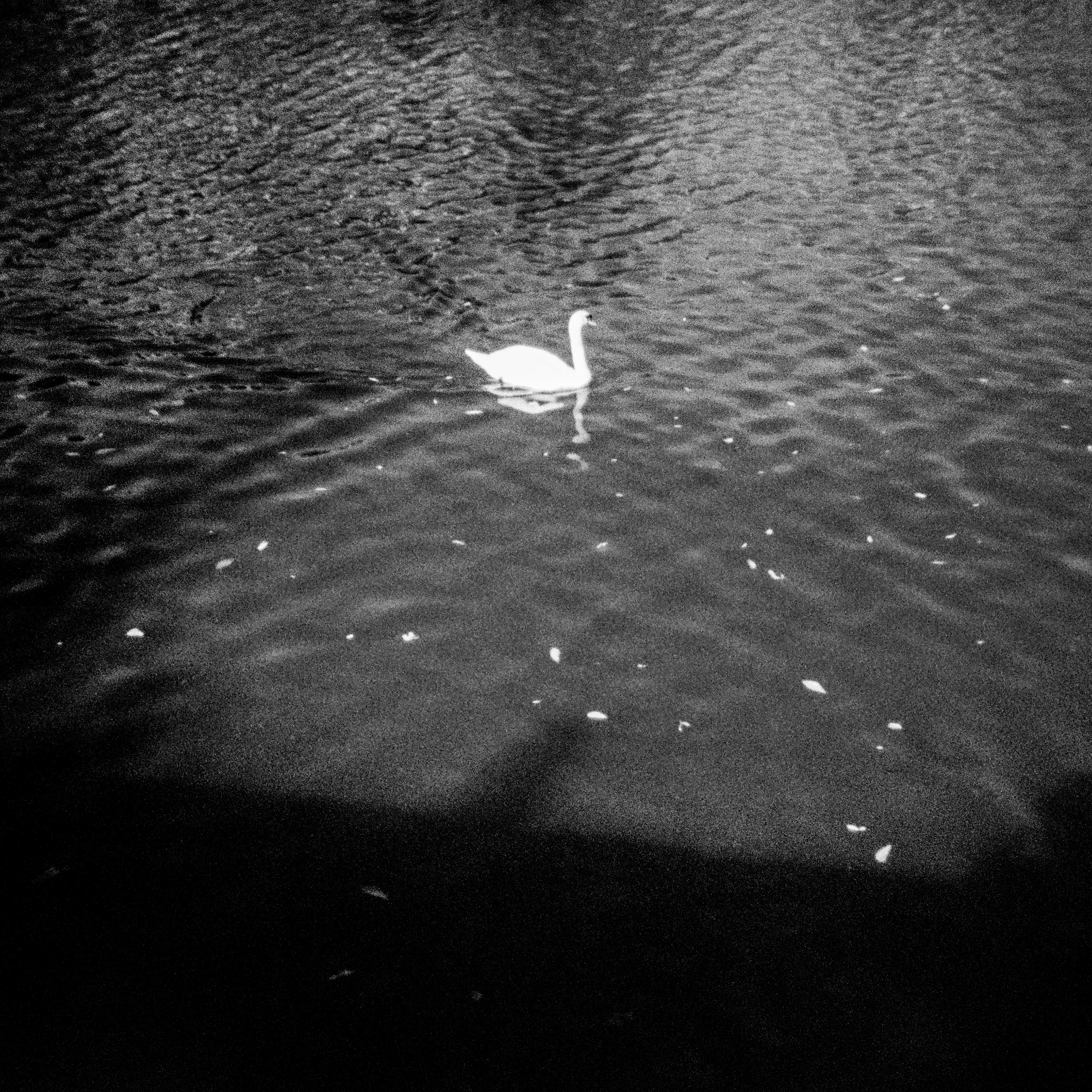 Cygne tuberculé / Cygnus olor, Série "Animals", 2026 (Argentique)