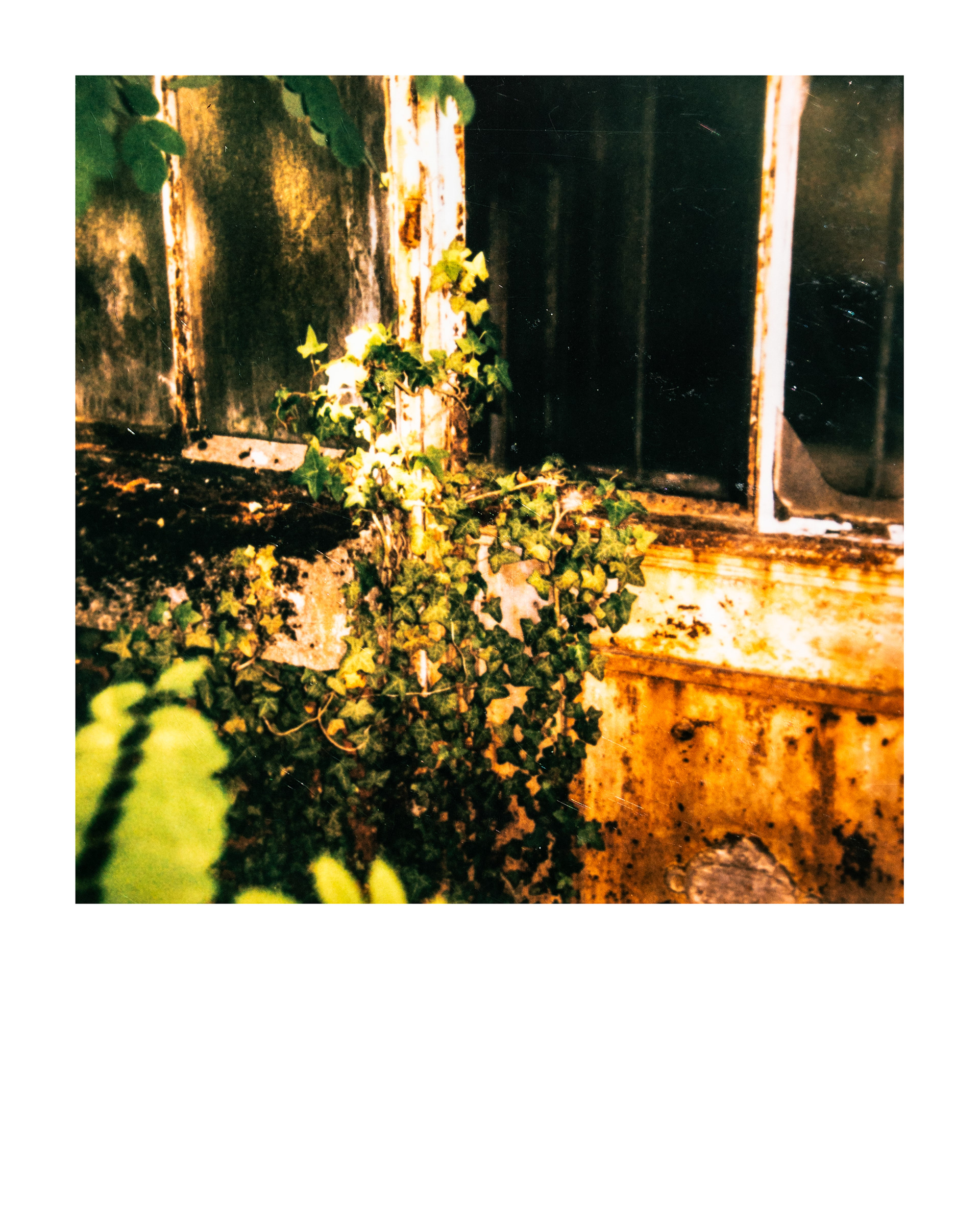 Série "Serres froides", 2026 (Polaroid)