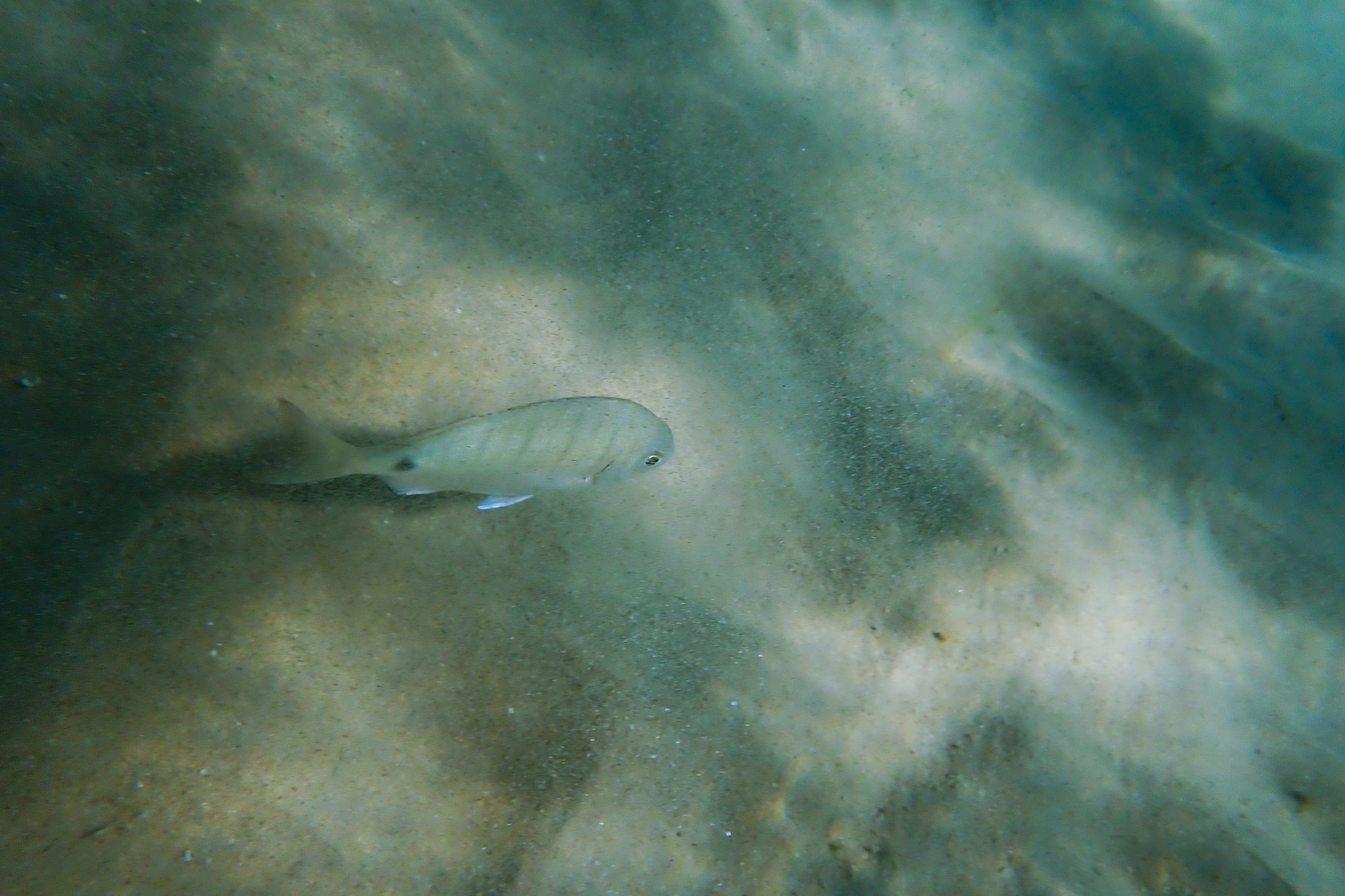 Sar Commun (Diplodus sargus), 8700, Praia de Fuseta, Algarve, Portugal, 2024 (Numérique)