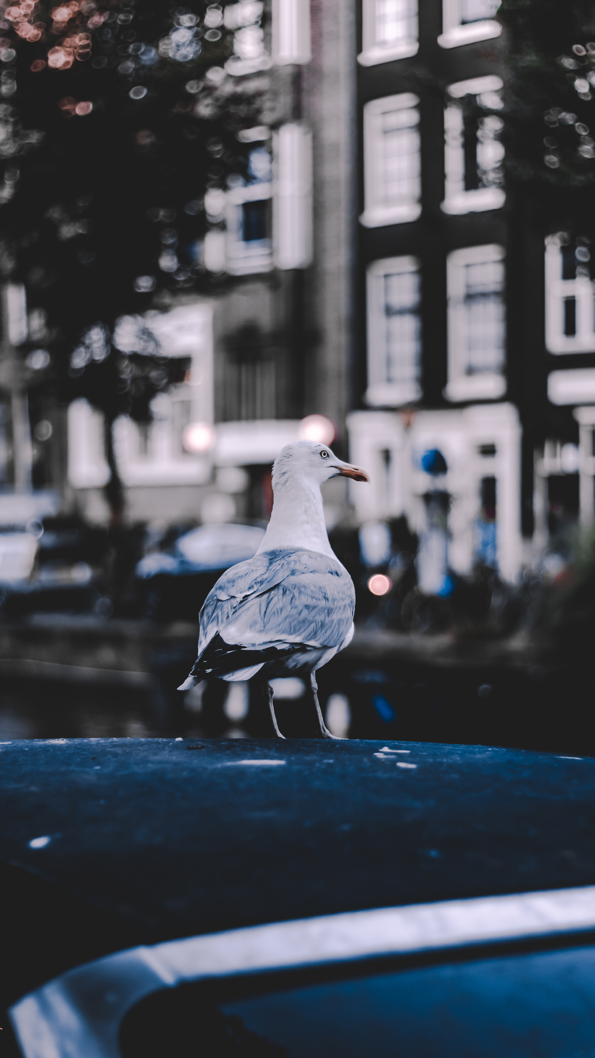 Amsterdam, 2018 por Javier Alcaide