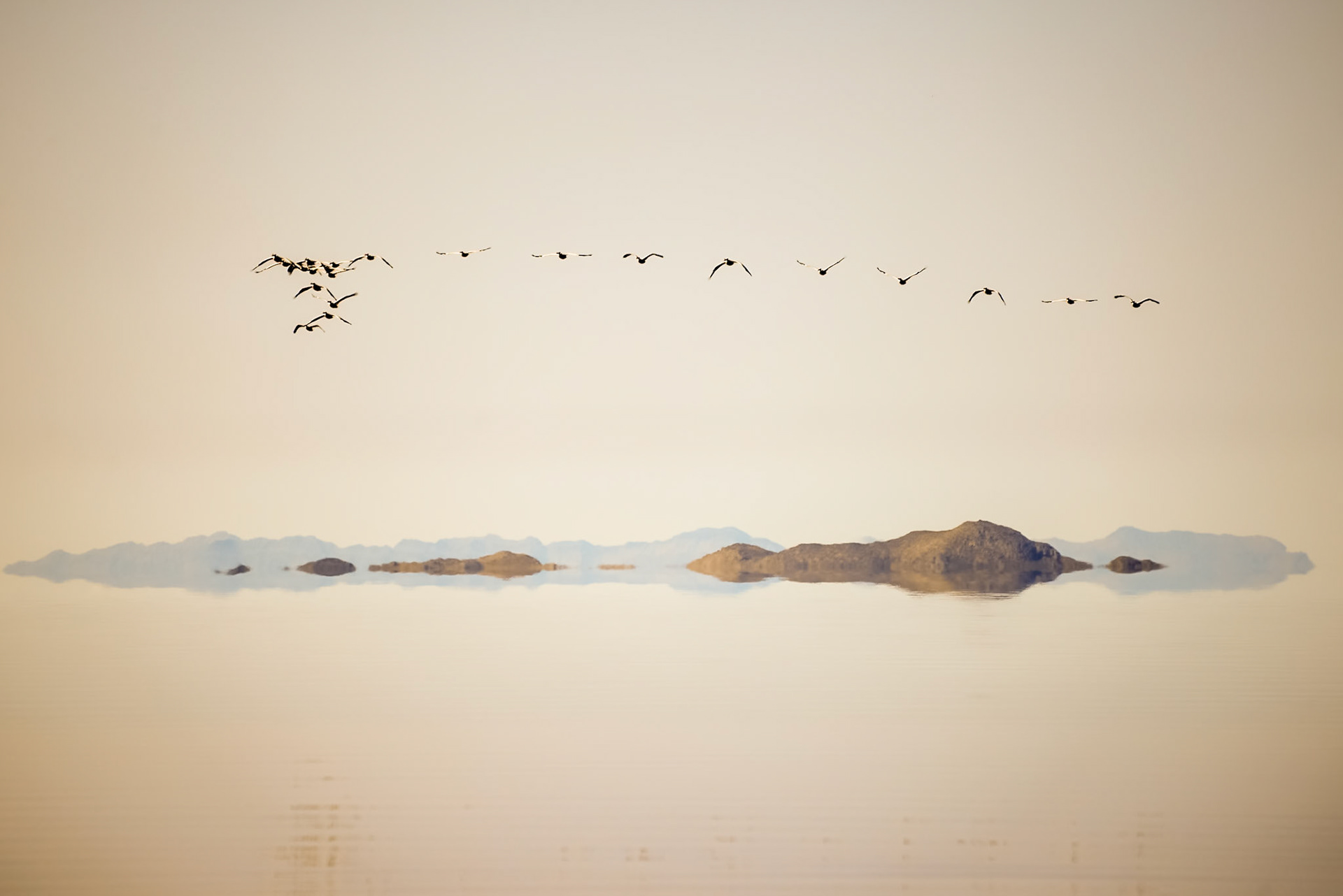 Pelicans Over the Great Salt Lake - From the Spiral Jetty