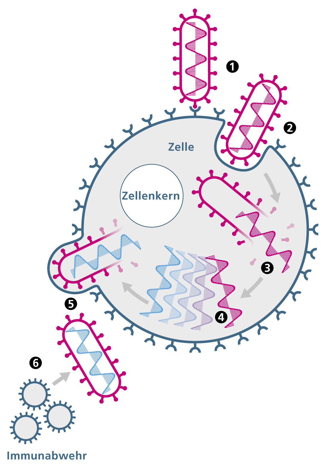 Course by Ebola (german)