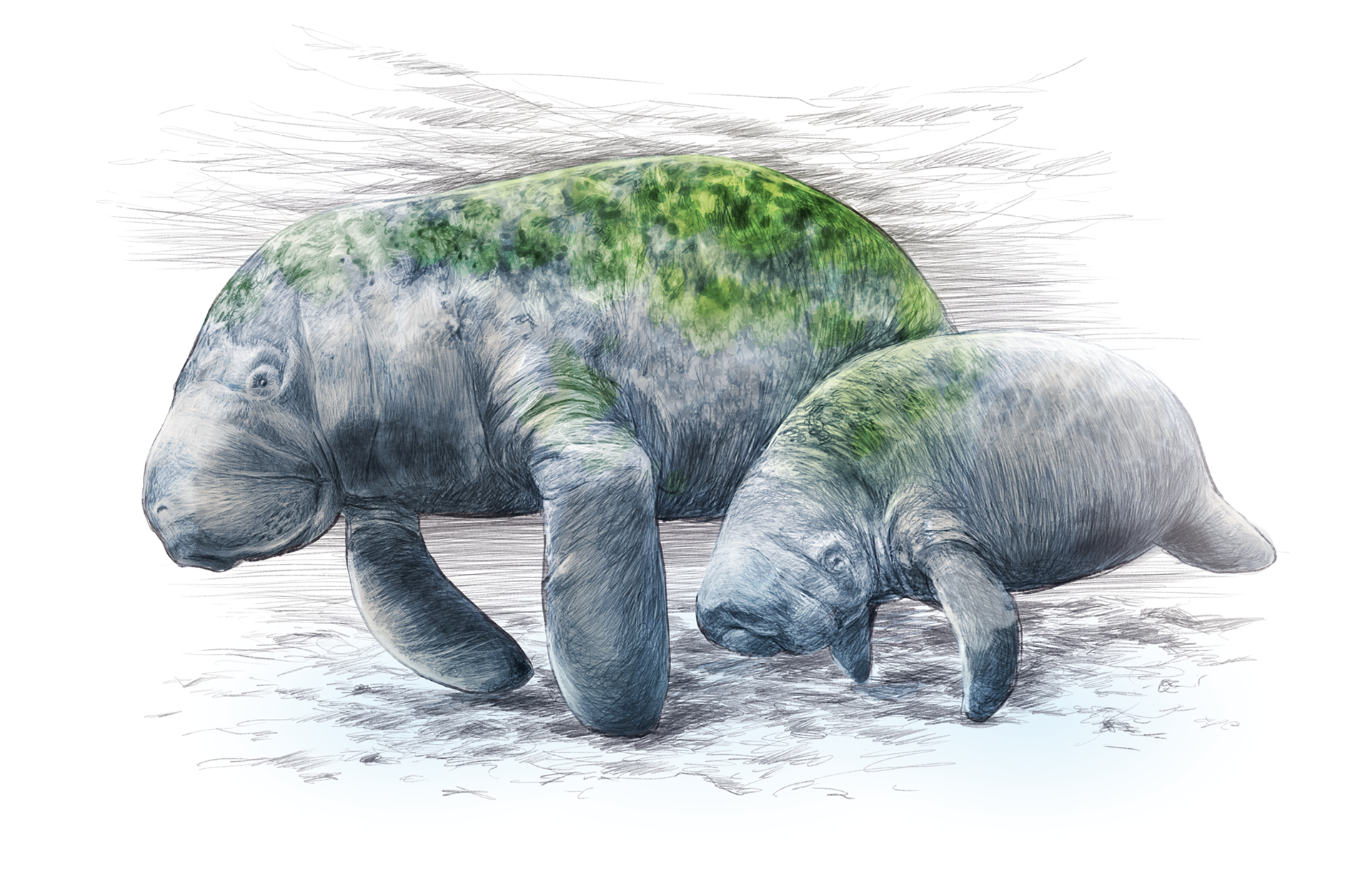 Round-tailed manatees
