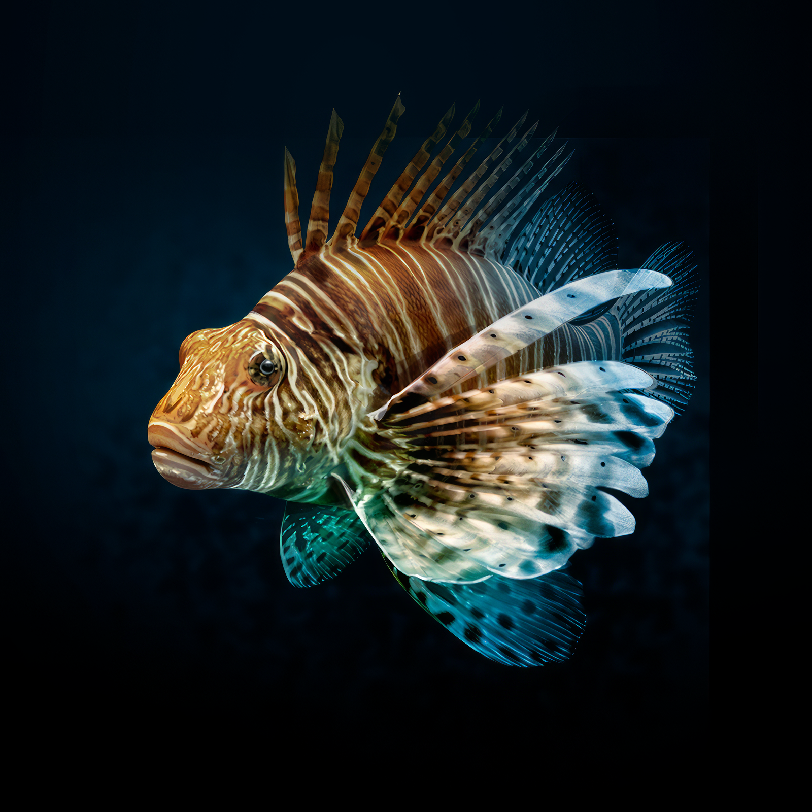 Scorpion fish