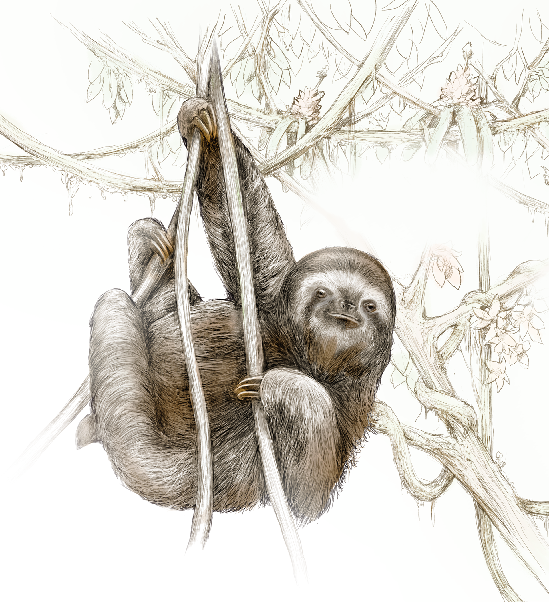 Brown-throated sloth