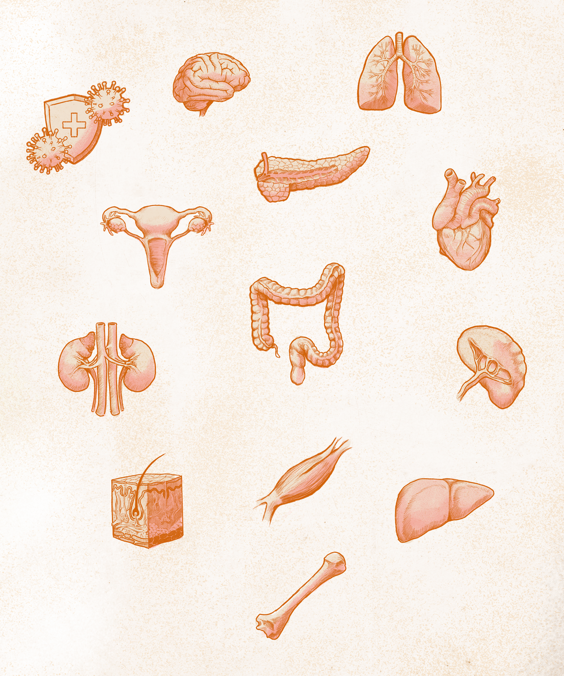 Effect on organs