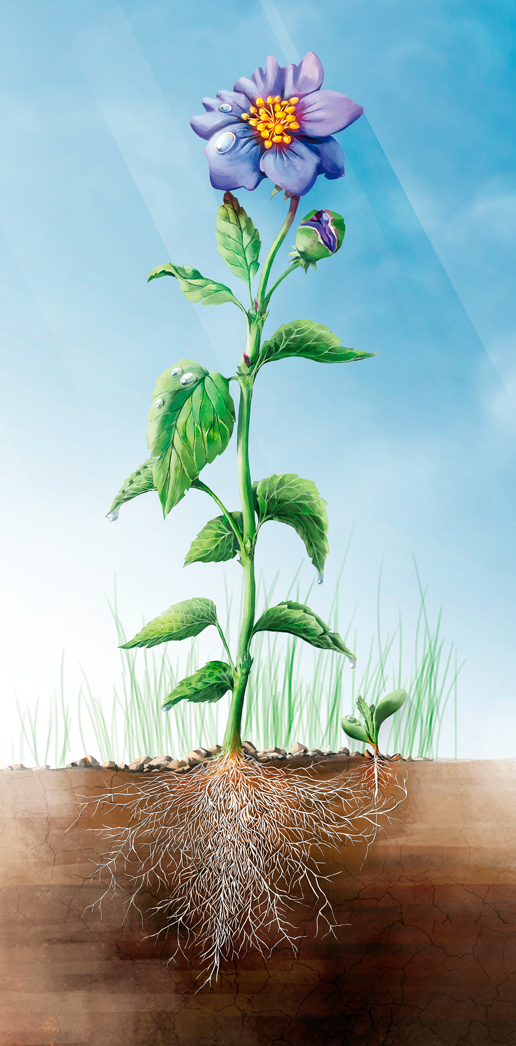 Illustration der Blütenpflanze